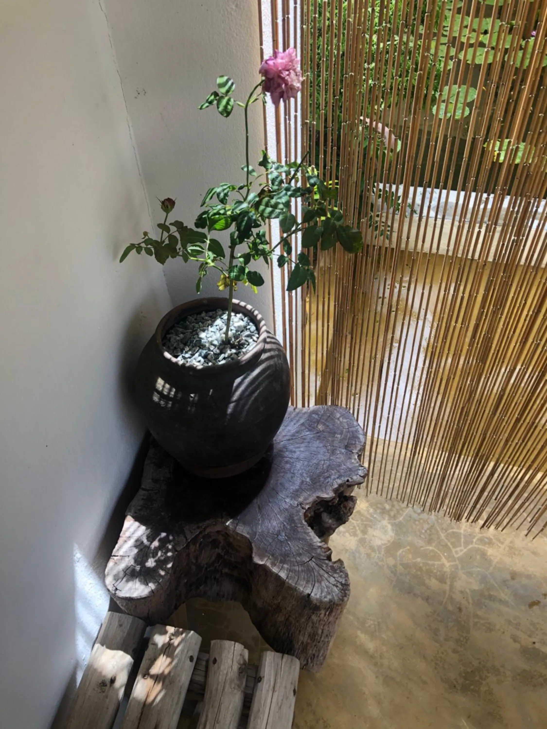 Garden in Leranda Homestay