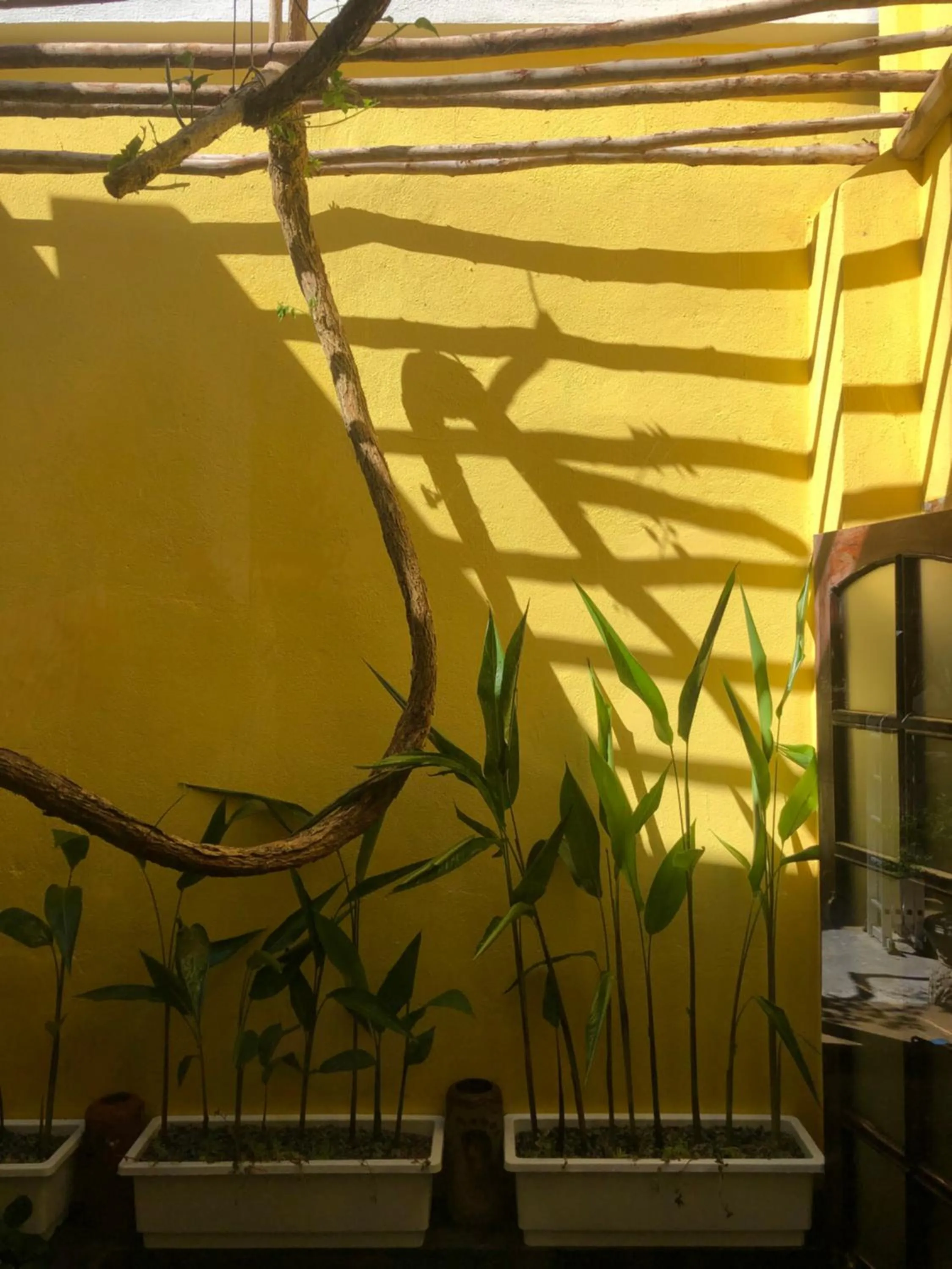 Garden in Leranda Homestay