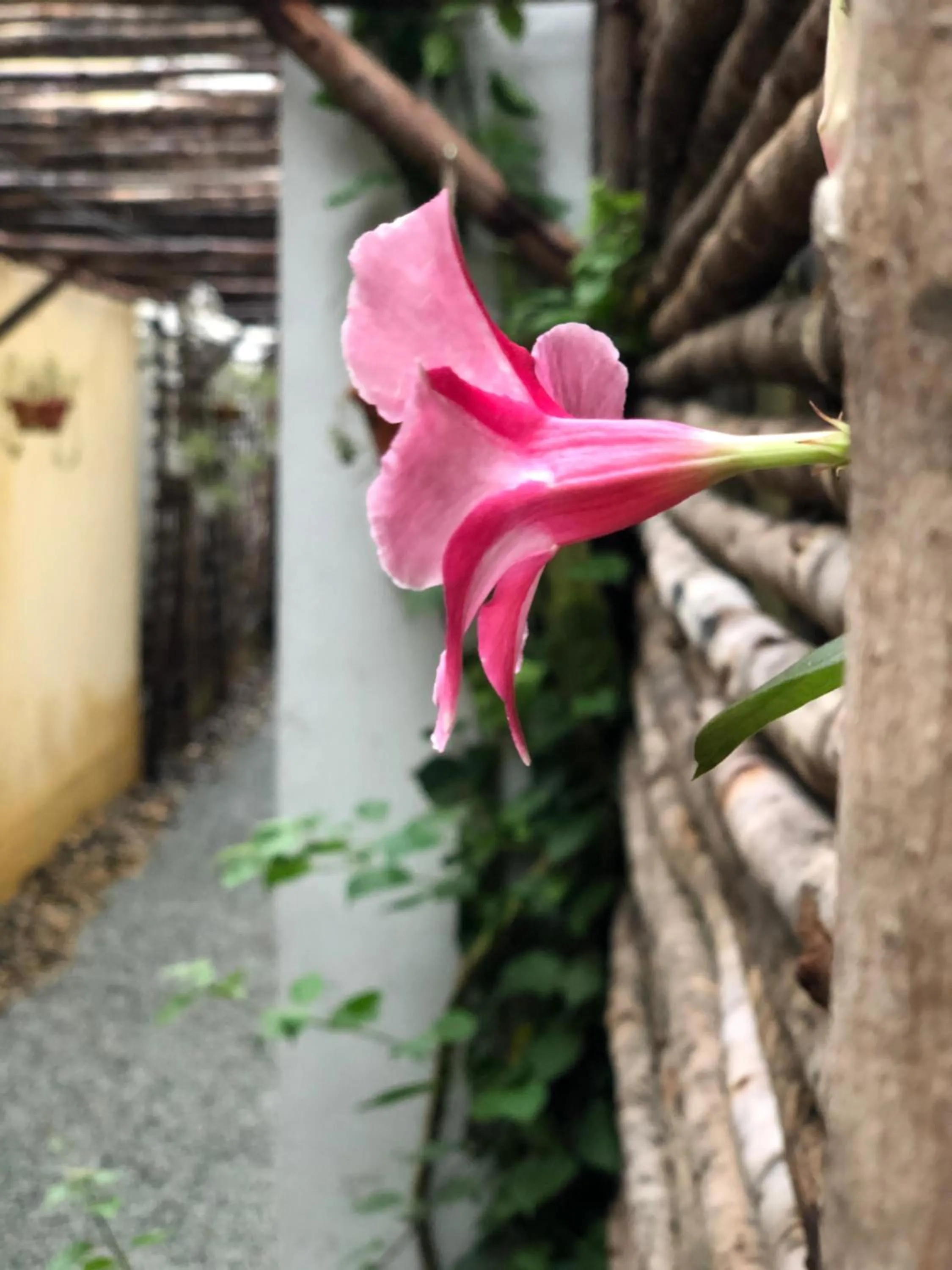 Garden in Leranda Homestay