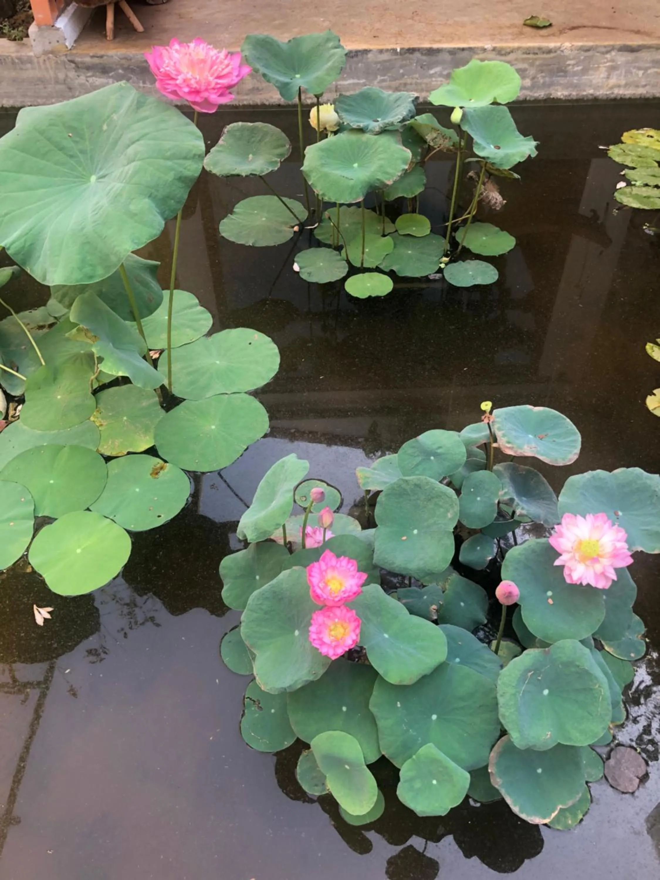 Garden in Leranda Homestay