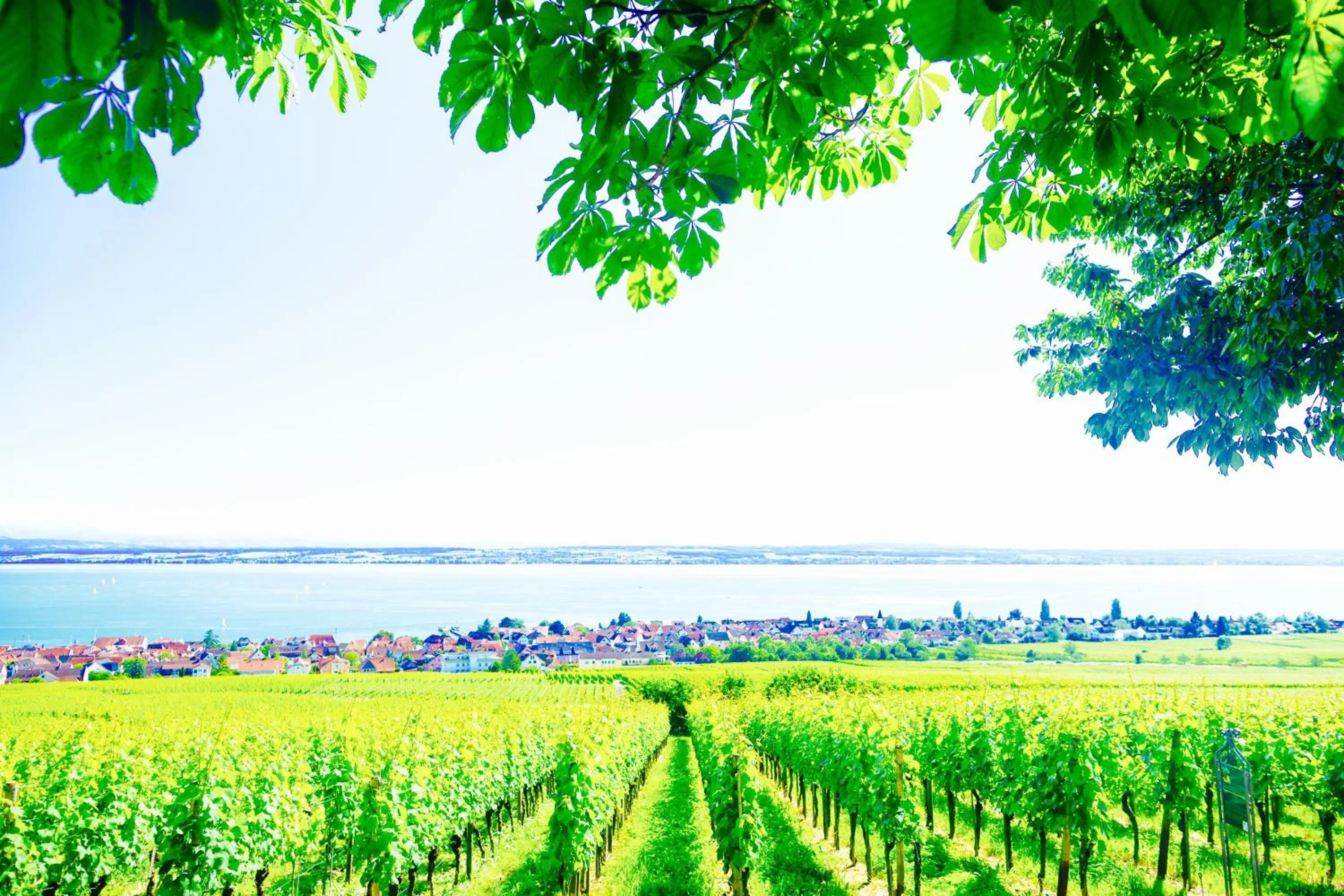 Lake view in Burgunderhof Bodensee - Adults only