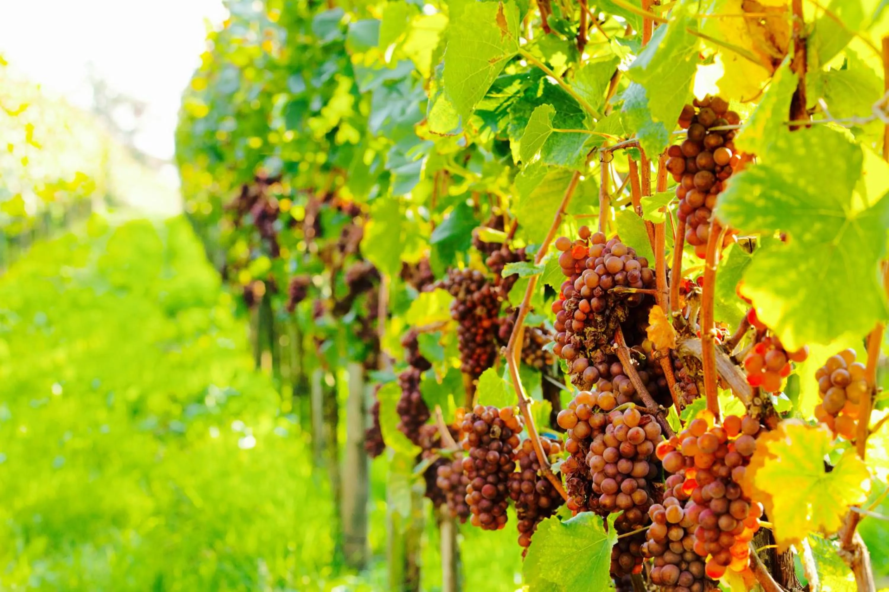 Natural landscape in Burgunderhof Bodensee - Adults only