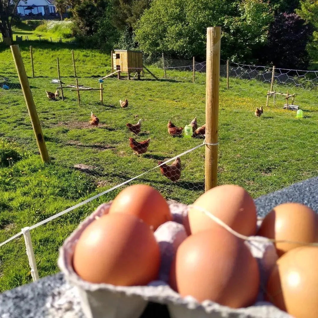 View (from property/room) in Kerryanna Country House Bed and Breakfast