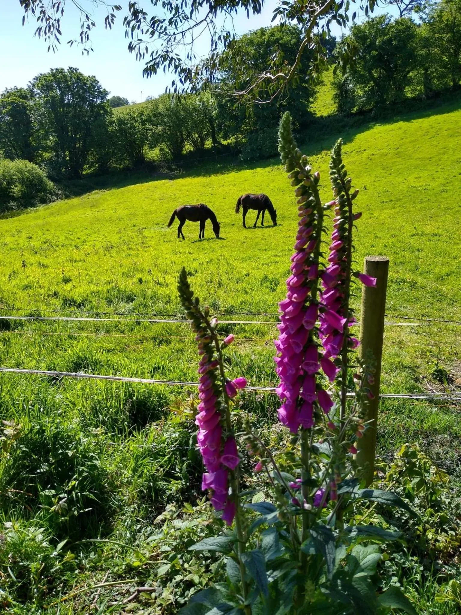 View (from property/room) in Kerryanna Country House Bed and Breakfast