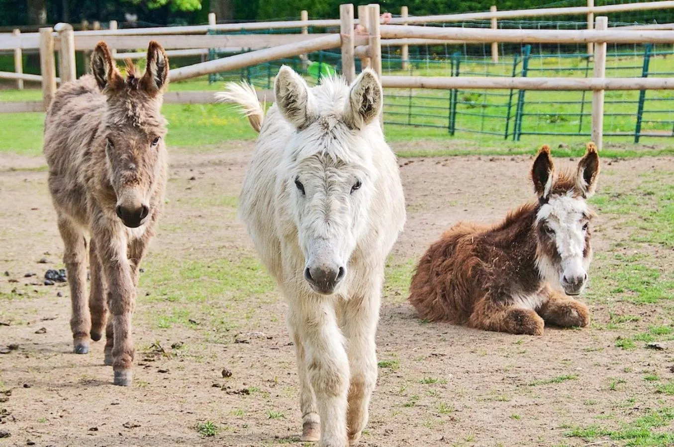 Animals in Northlands Farm - Old Farm Cottage