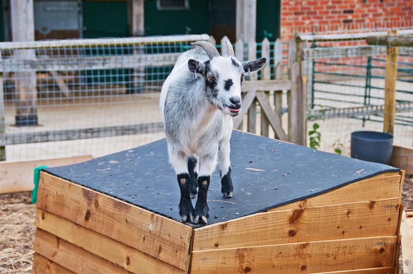 Animals in Northlands Farm - Old Farm Cottage