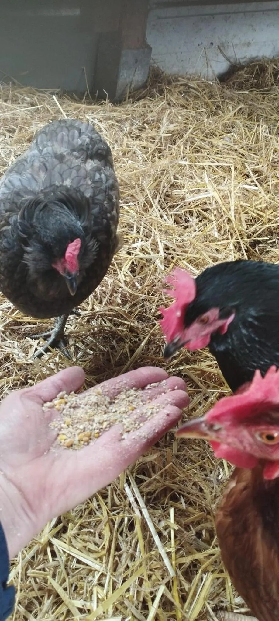 Animals in Hotel Henriettenhof Weimarer Land, Weimar-Bad Berka