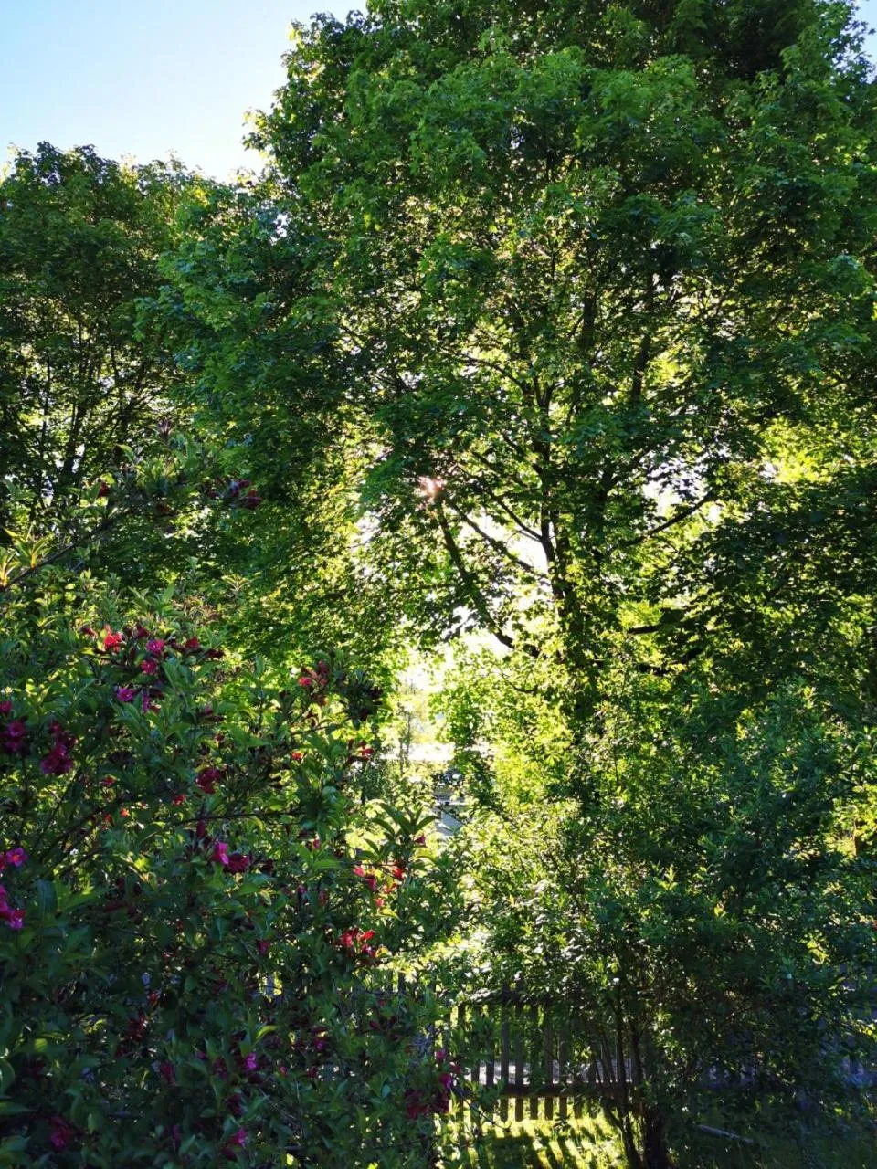 Garden in Gästehaus Neu am Passionstheater