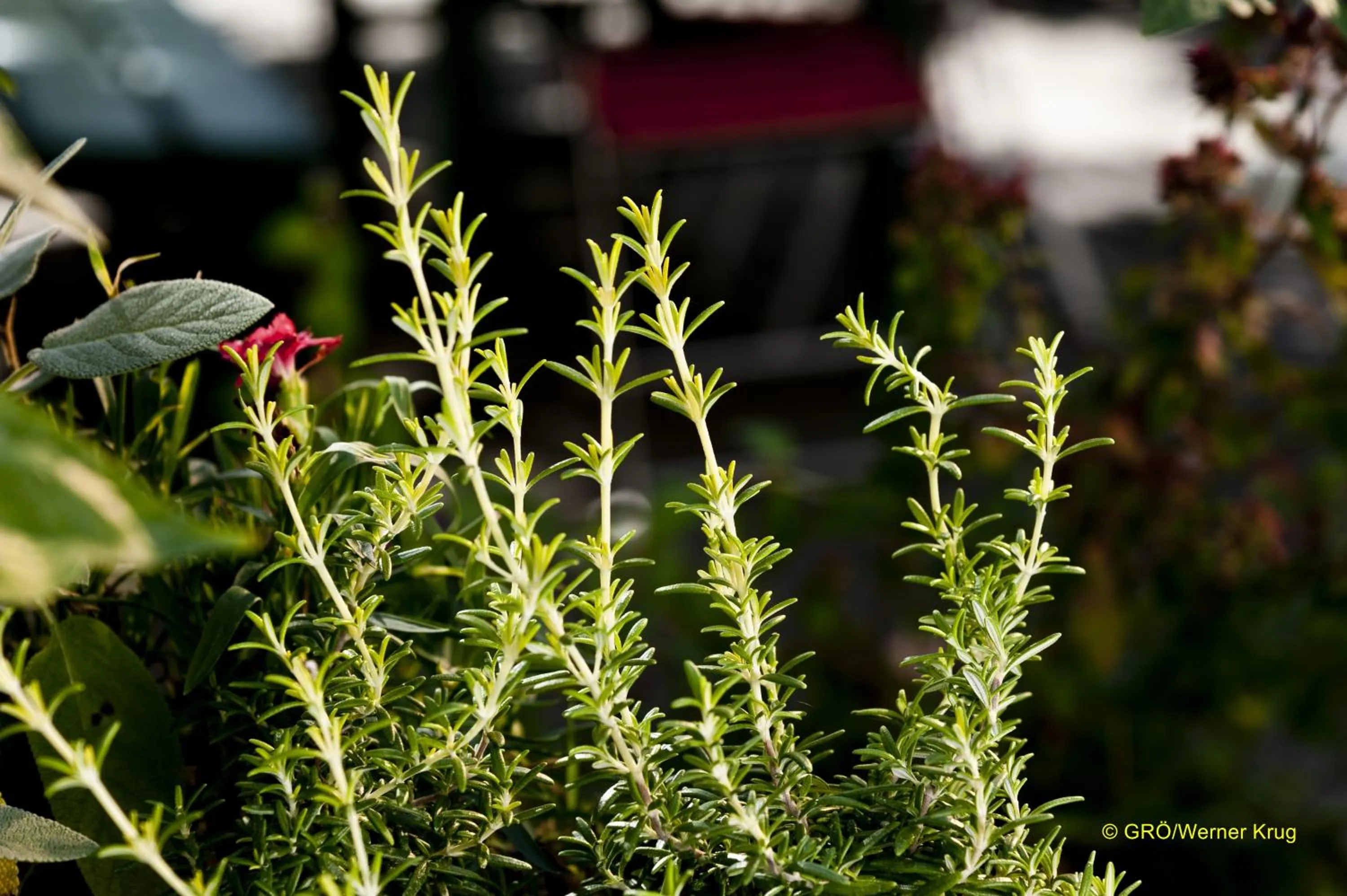 Balcony/Terrace in Landhaus Gritschacher