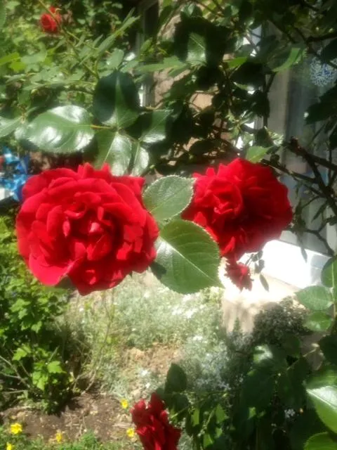 Kurvilla Fürstin Pauline