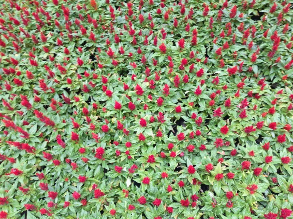 7Days Premium Shihezi Development Zone Branch