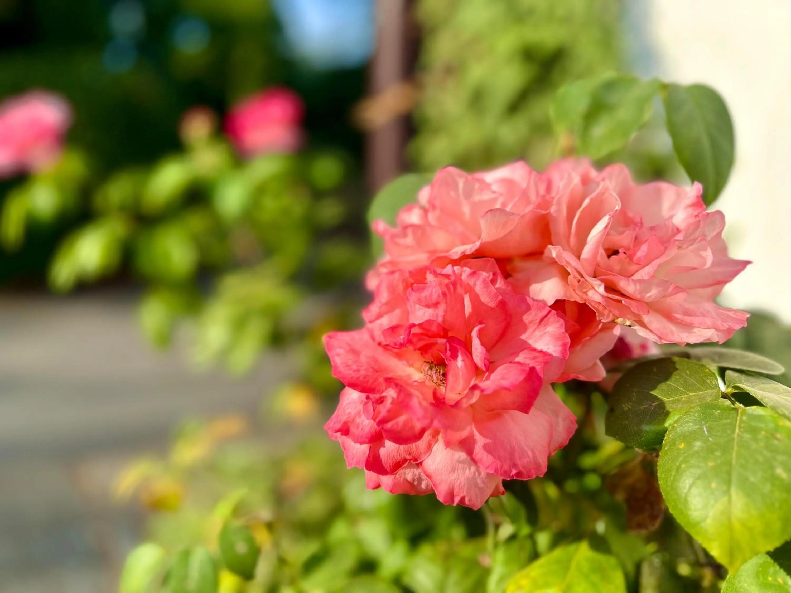 Landhotel Sophienhöhe