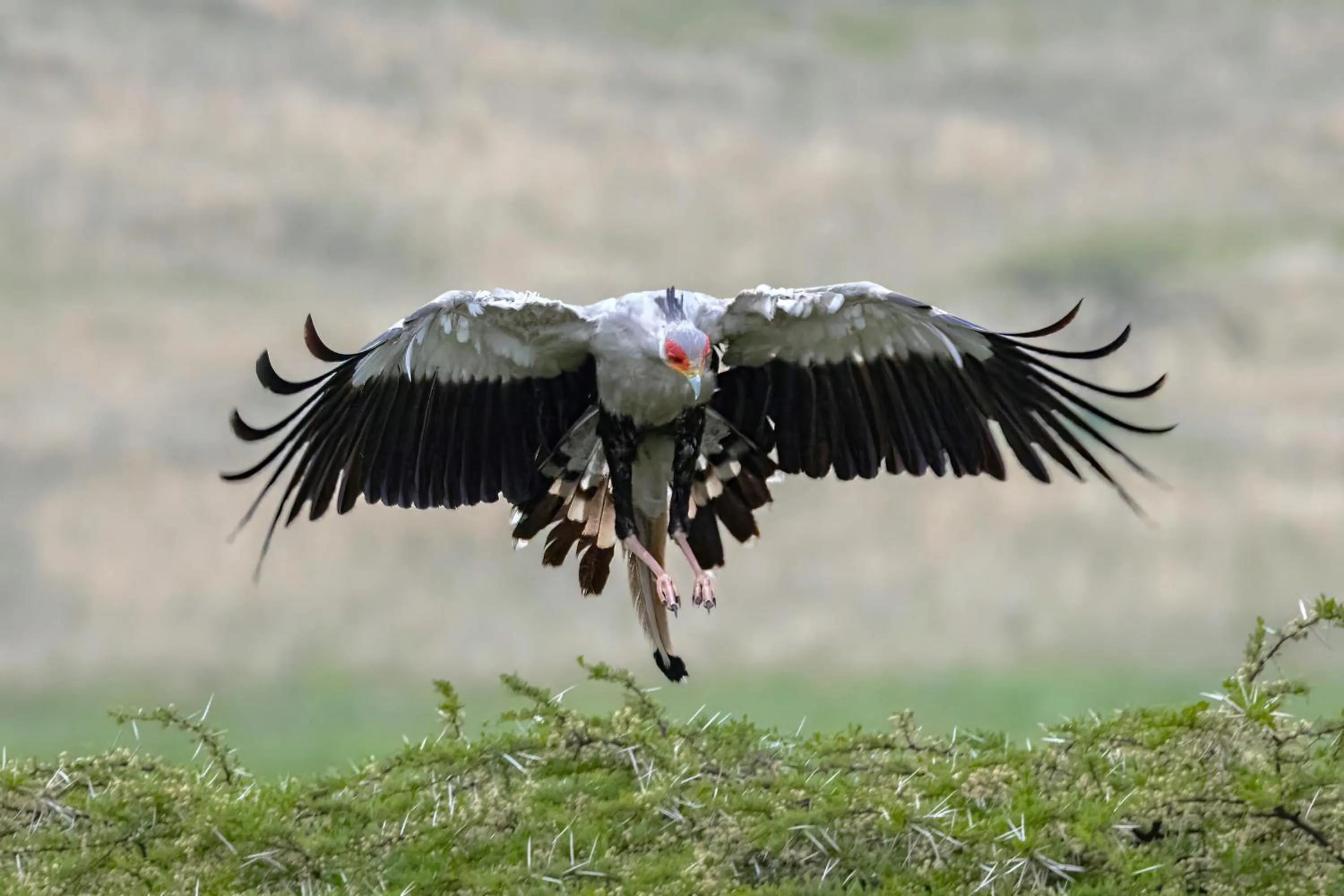Animals in Zulu Rock Lodge - Babanango Game Reserve