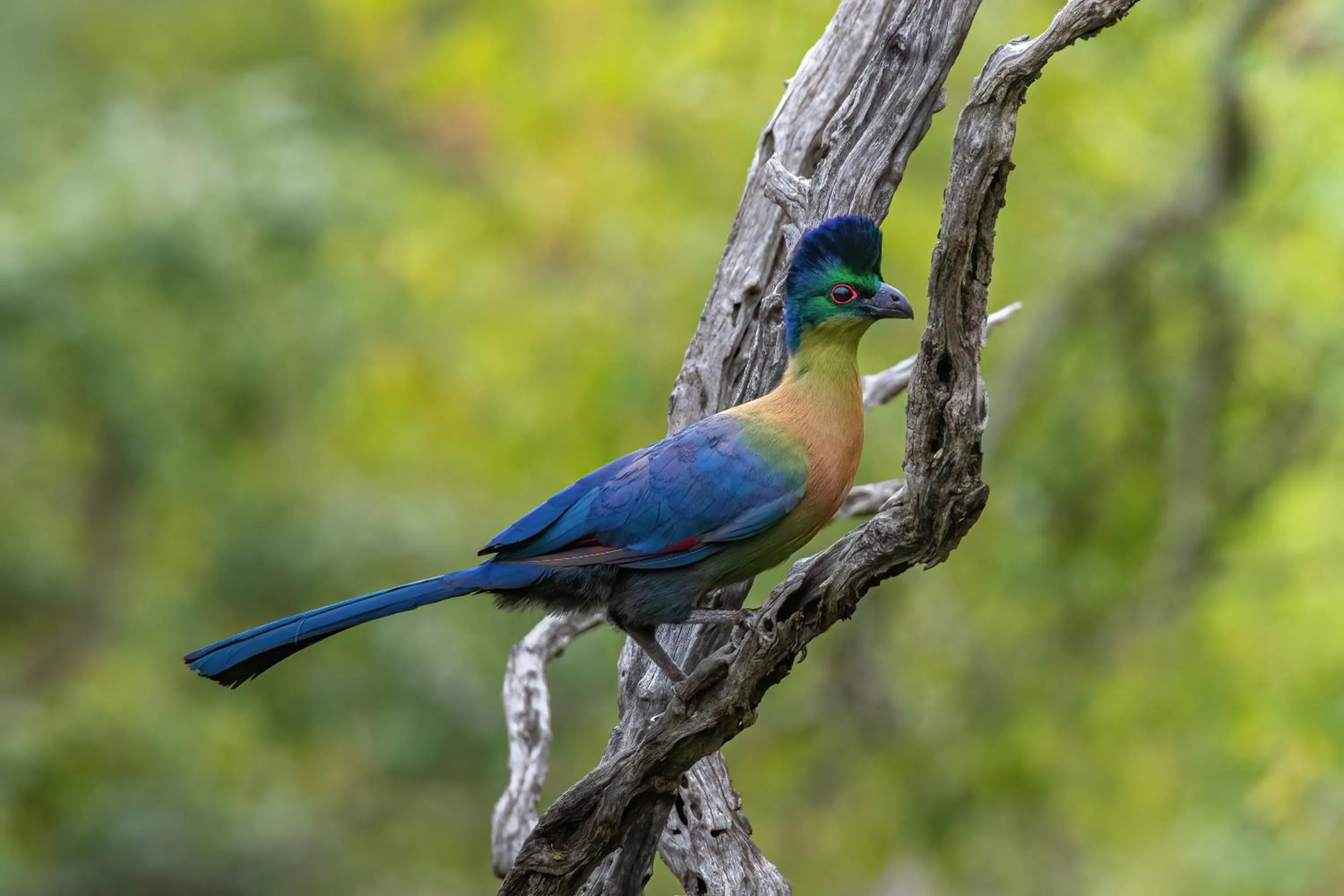 Animals in Zulu Rock Lodge - Babanango Game Reserve