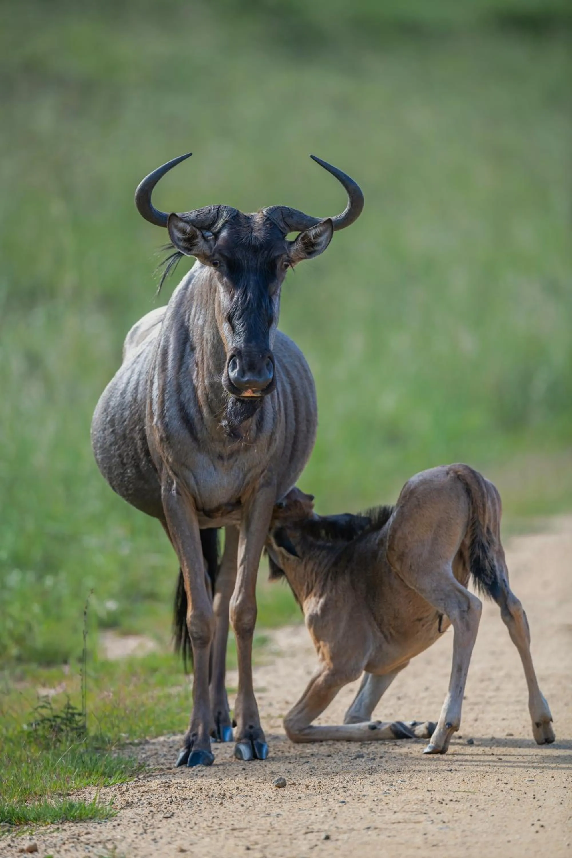Animals in Zulu Rock Lodge - Babanango Game Reserve