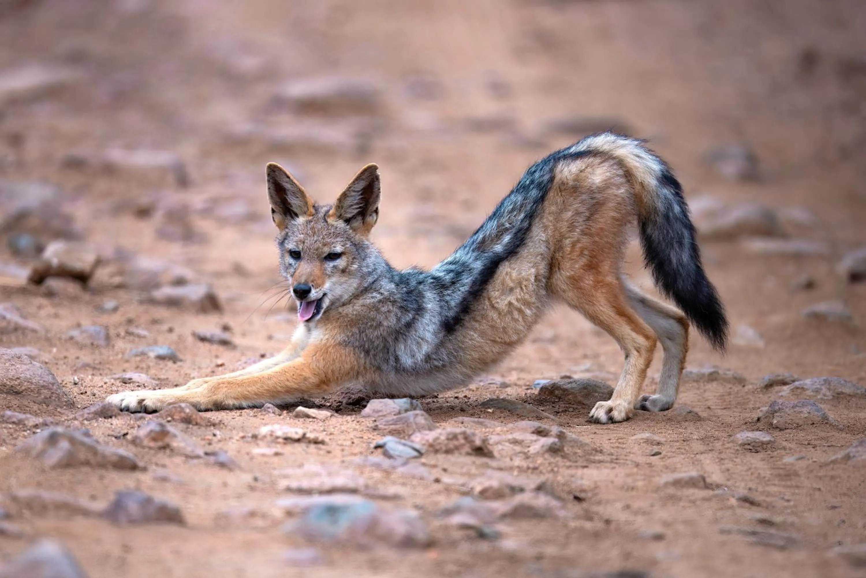 Animals in Zulu Rock Lodge - Babanango Game Reserve