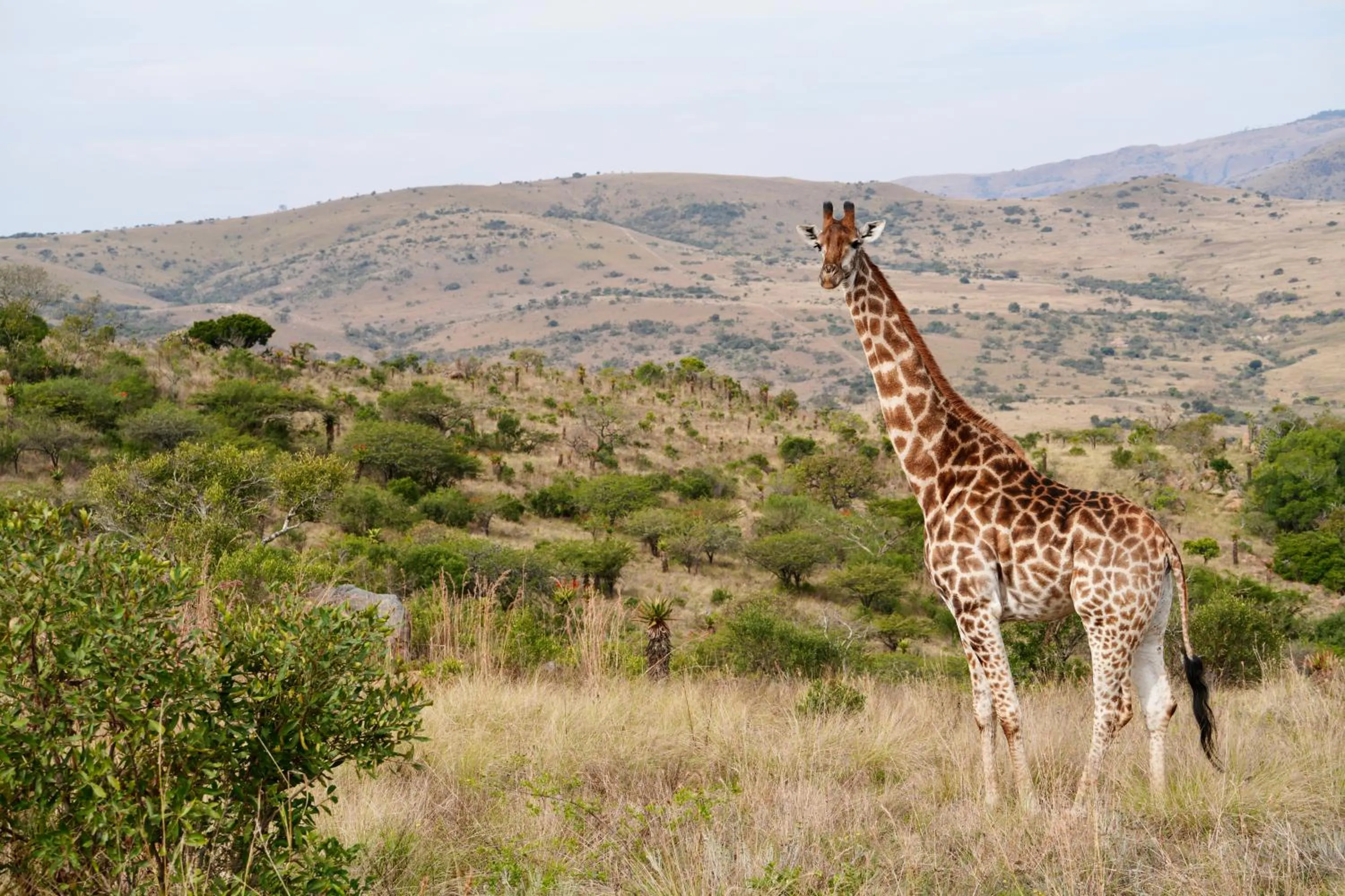 Natural landscape in Zulu Rock Lodge - Babanango Game Reserve
