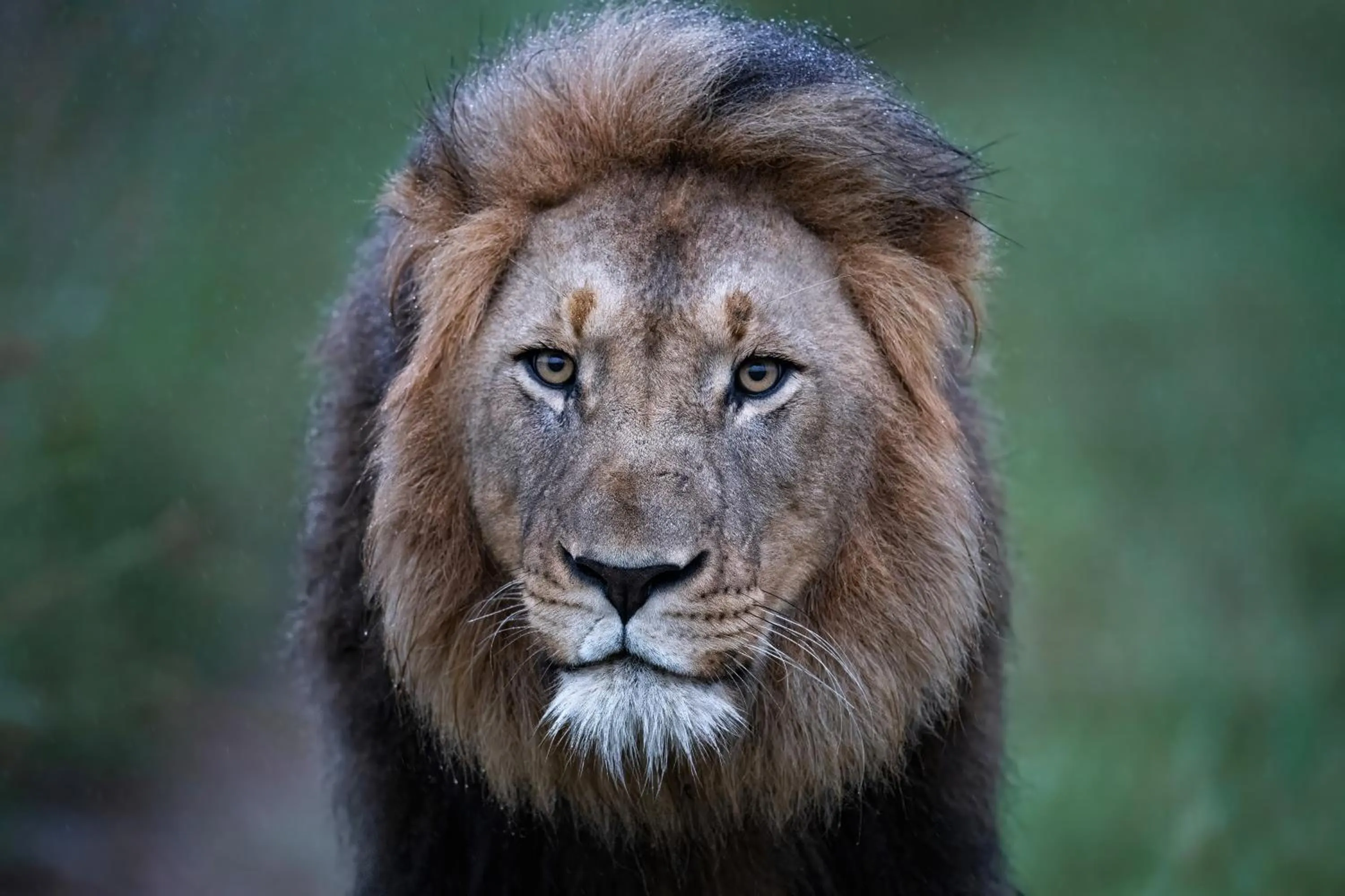 Animals in Zulu Rock Lodge - Babanango Game Reserve