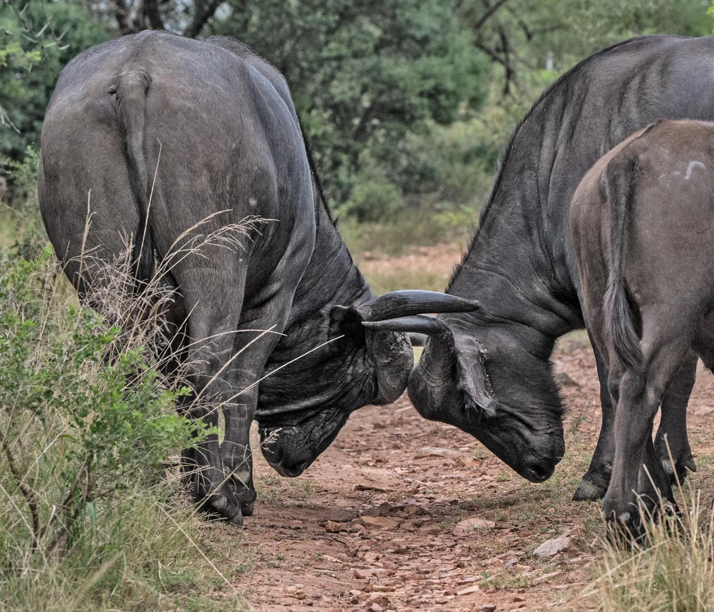 Animals in Zulu Rock Lodge - Babanango Game Reserve