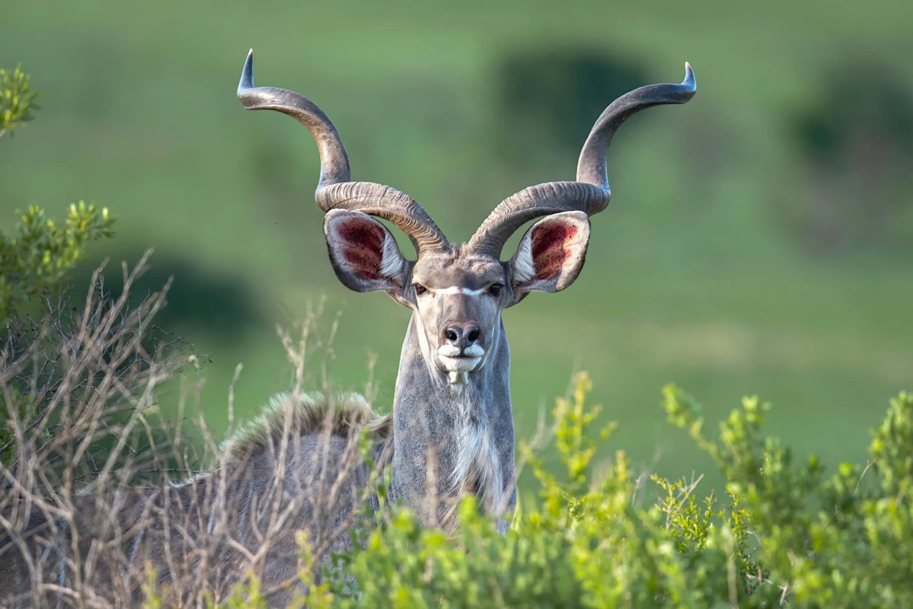 Animals in Zulu Rock Lodge - Babanango Game Reserve