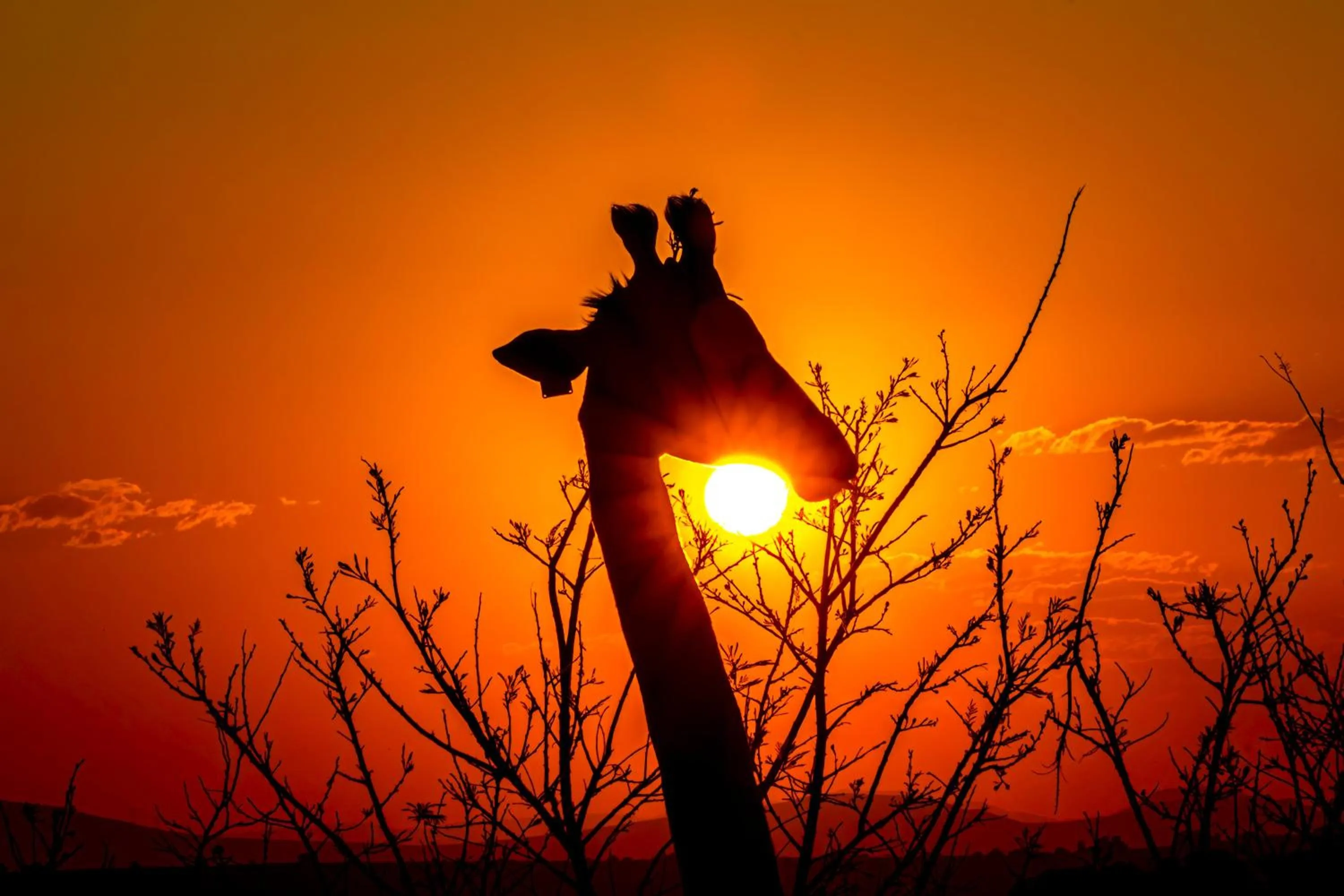 Animals in Zulu Rock Lodge - Babanango Game Reserve