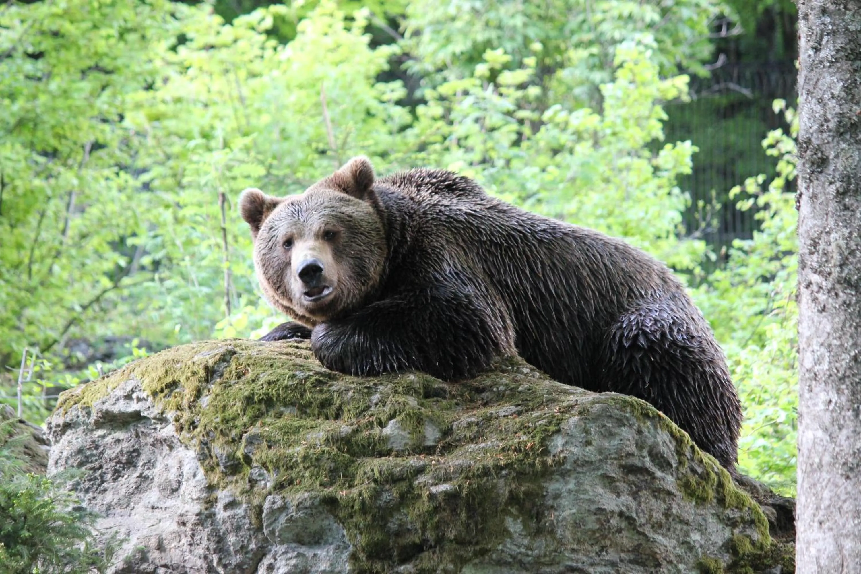 Nearby landmark in Hotel Dreisonnenberg