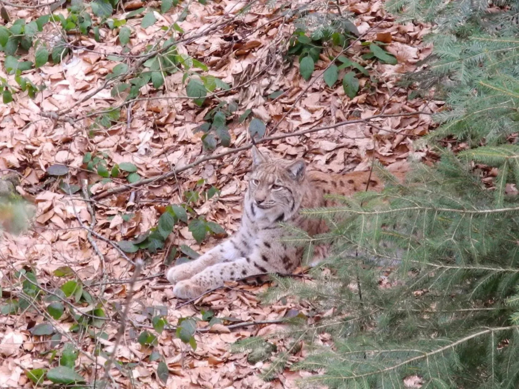 Nearby landmark in Hotel Dreisonnenberg