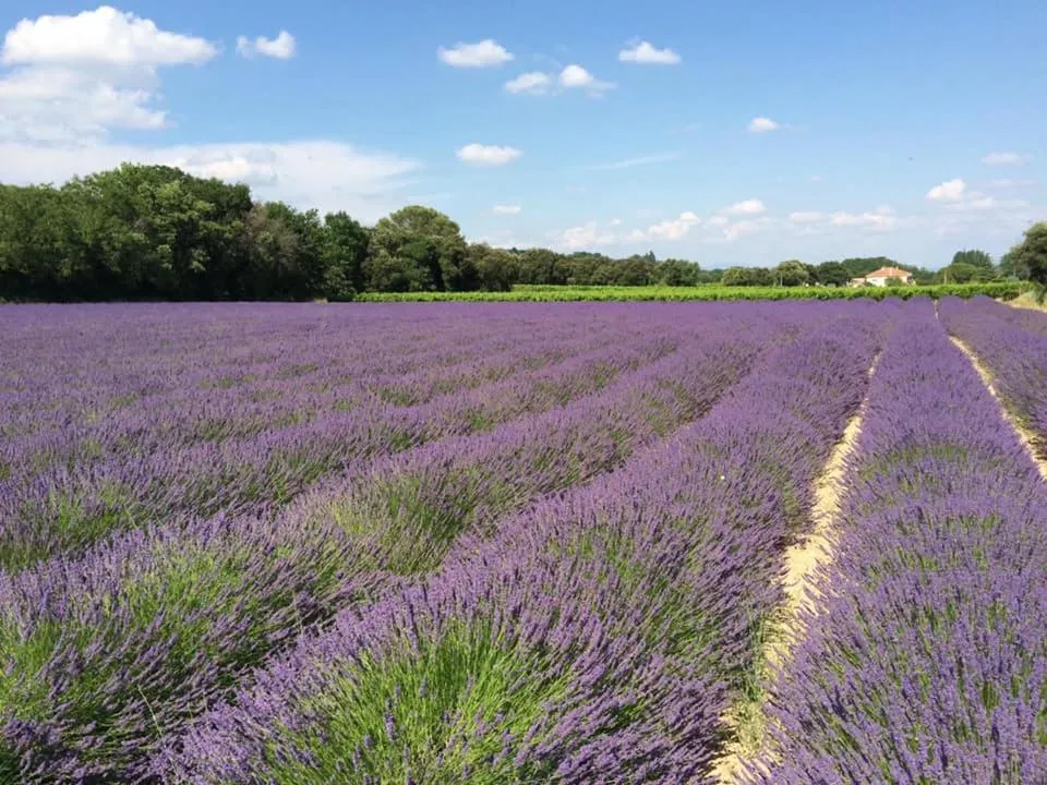 Natural landscape in Chambre d’hôtes vaucluse
