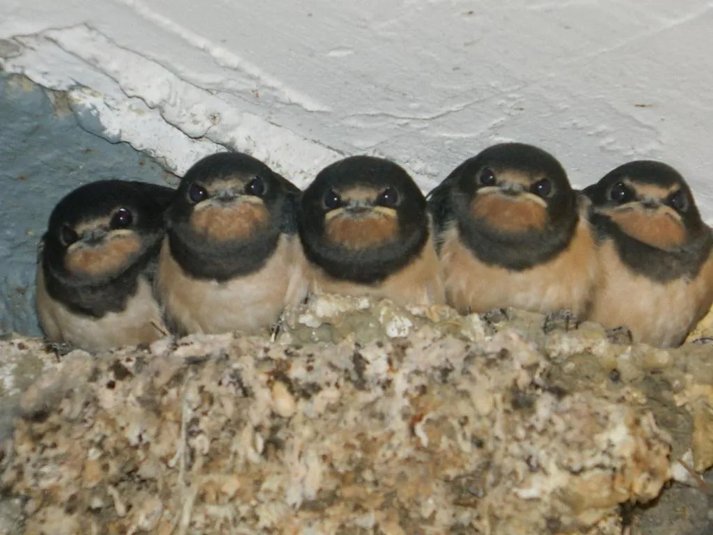 Hotel-Garni Goldenes Kreuz