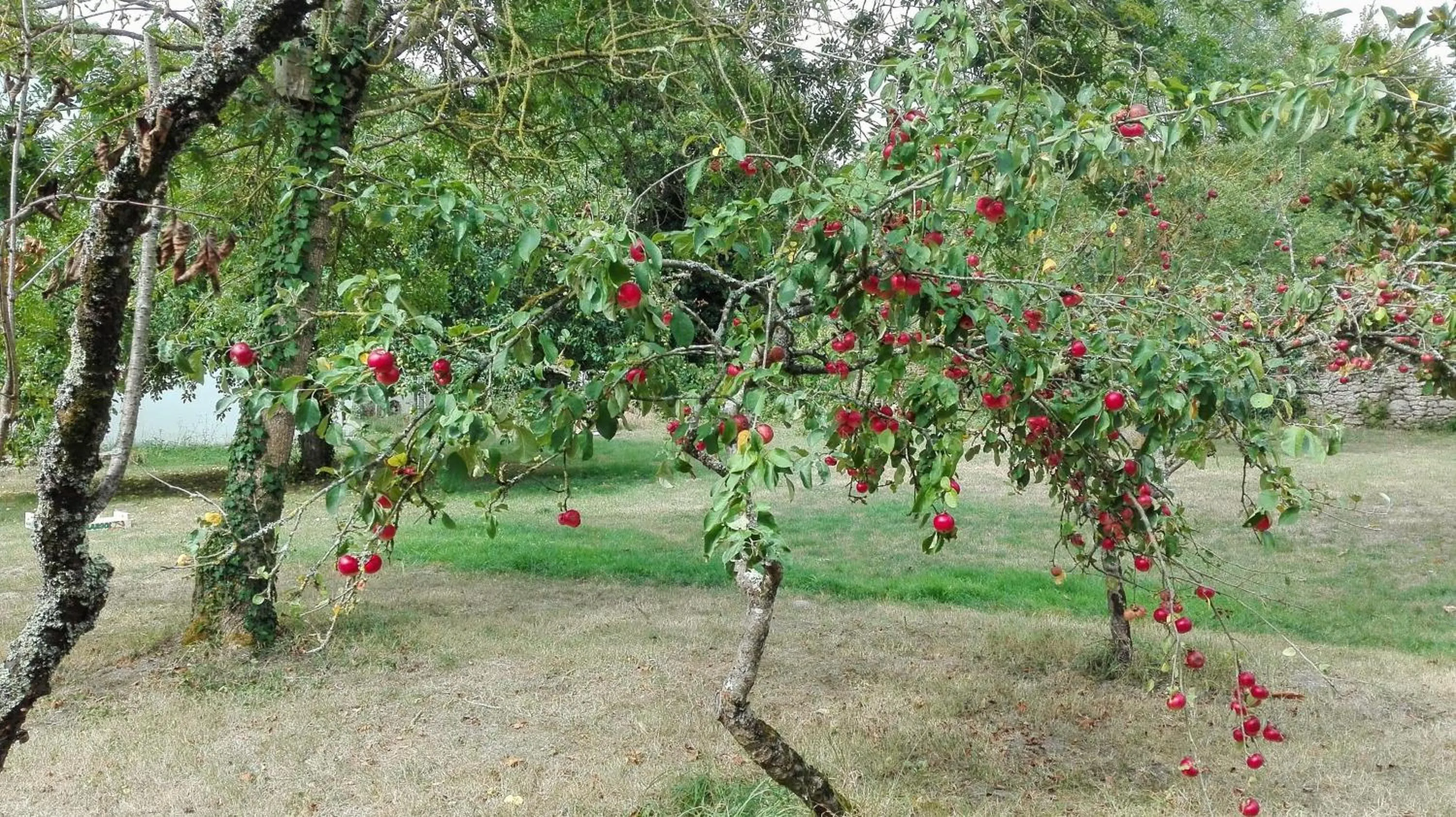 Garden in Au Logis de la Mongie