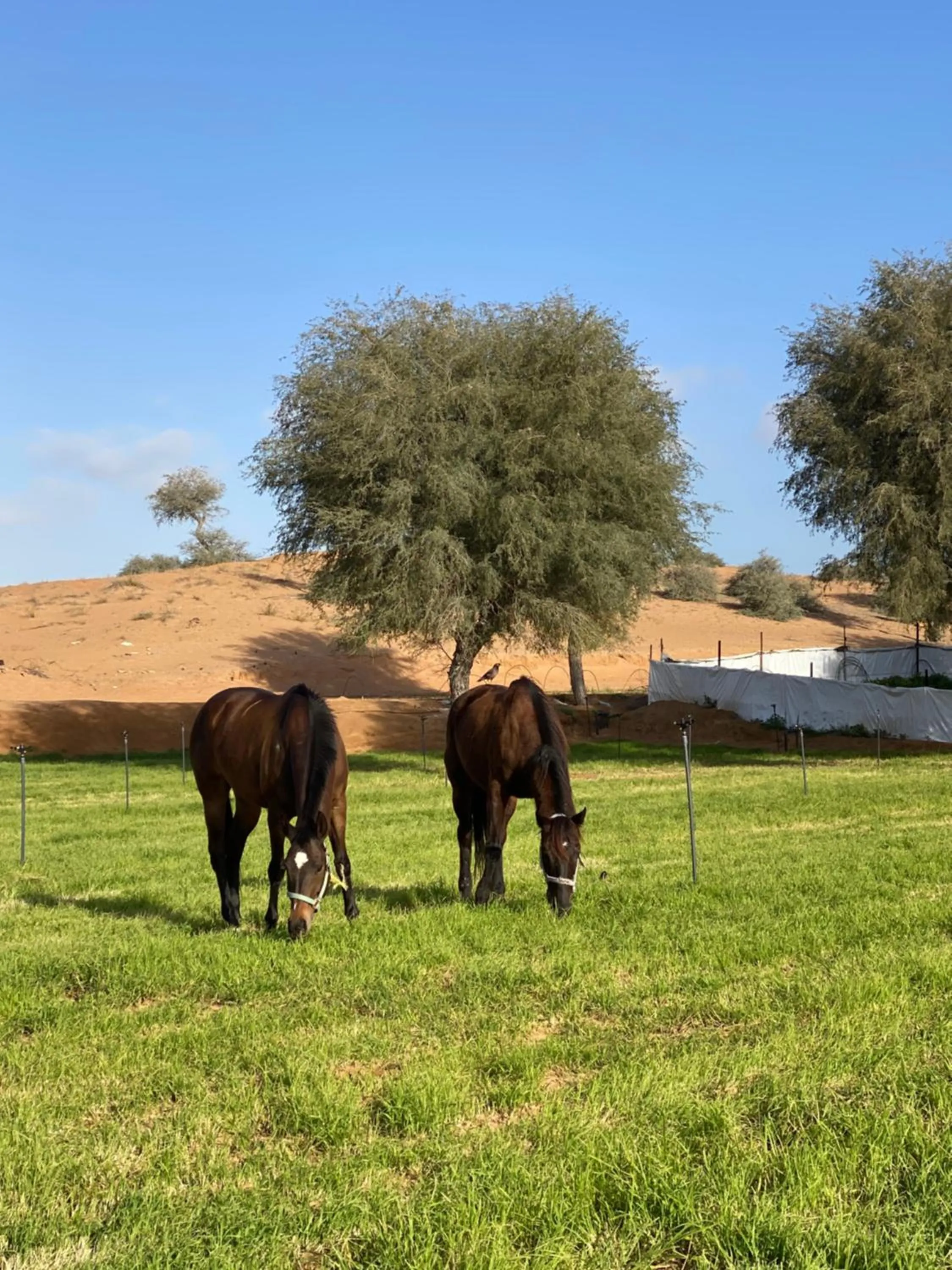 Desert Inn Resort and Camp