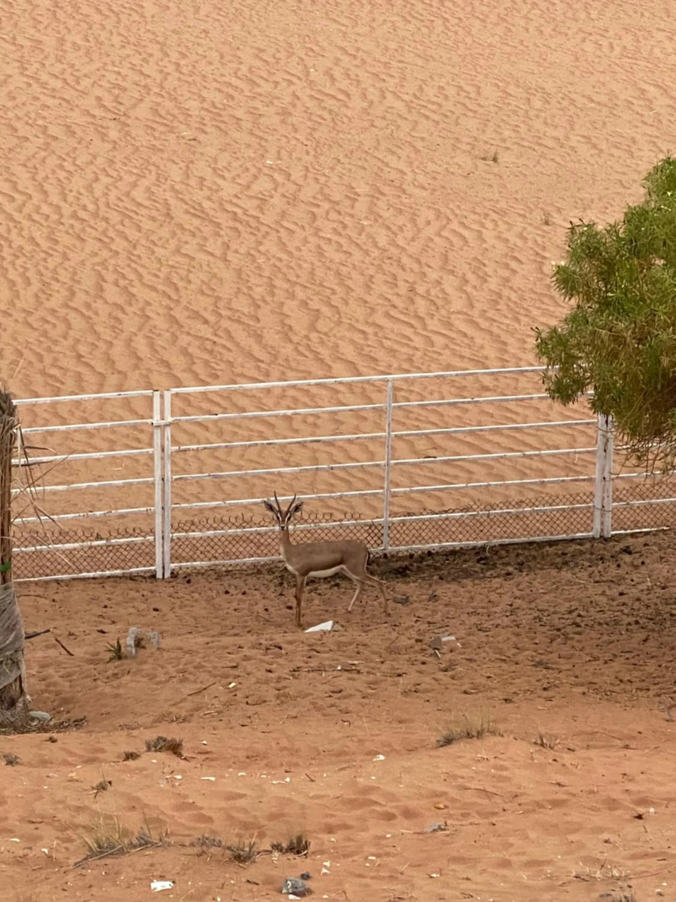 Desert Inn Resort and Camp