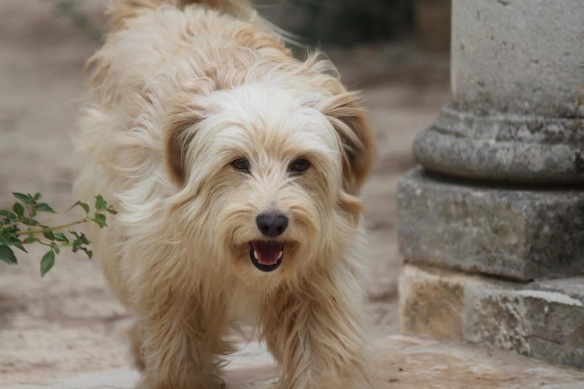 Pets in B&B TENUTA AGNUSDEI