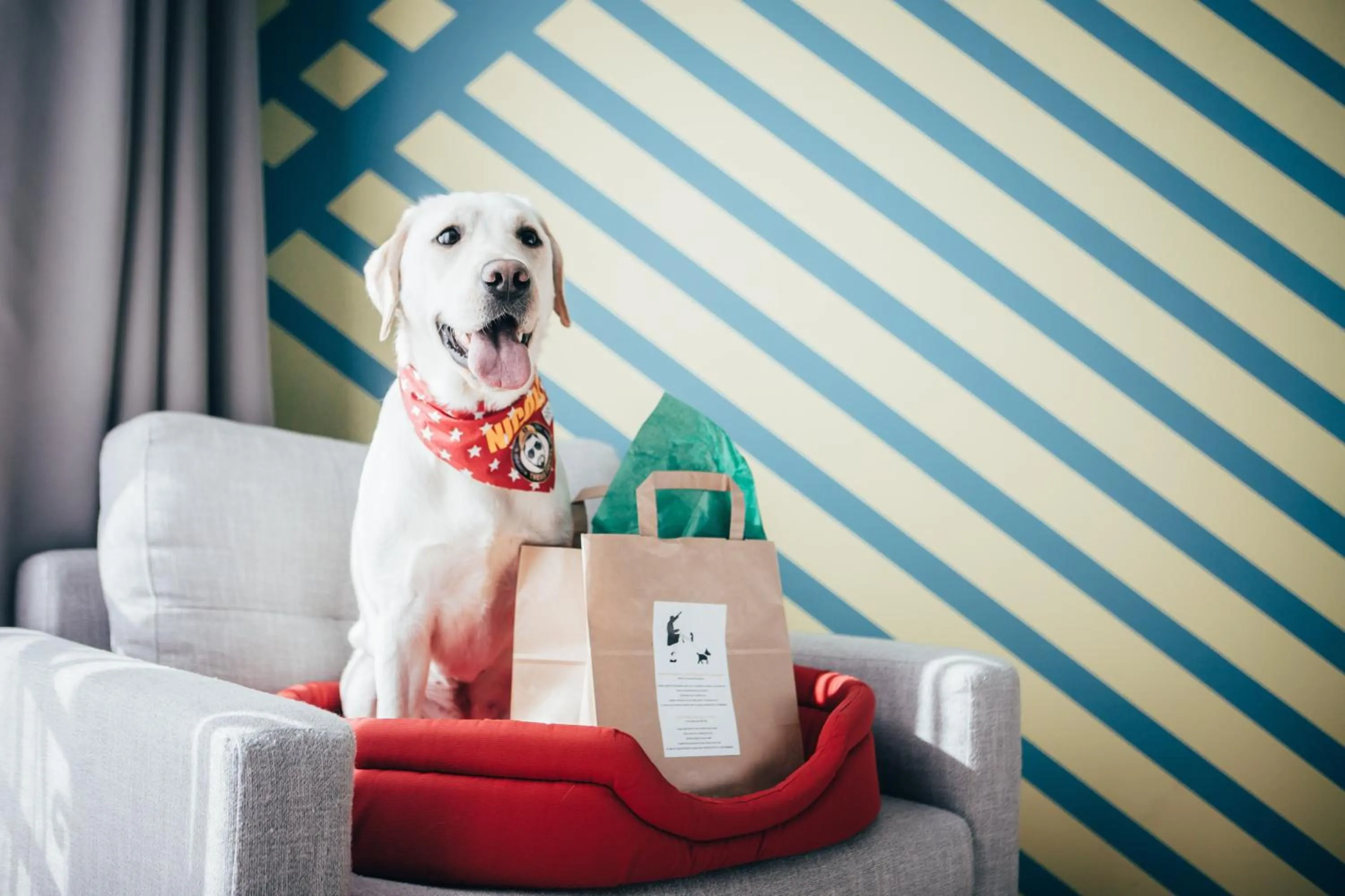 Pets in Colors Hotel Athens