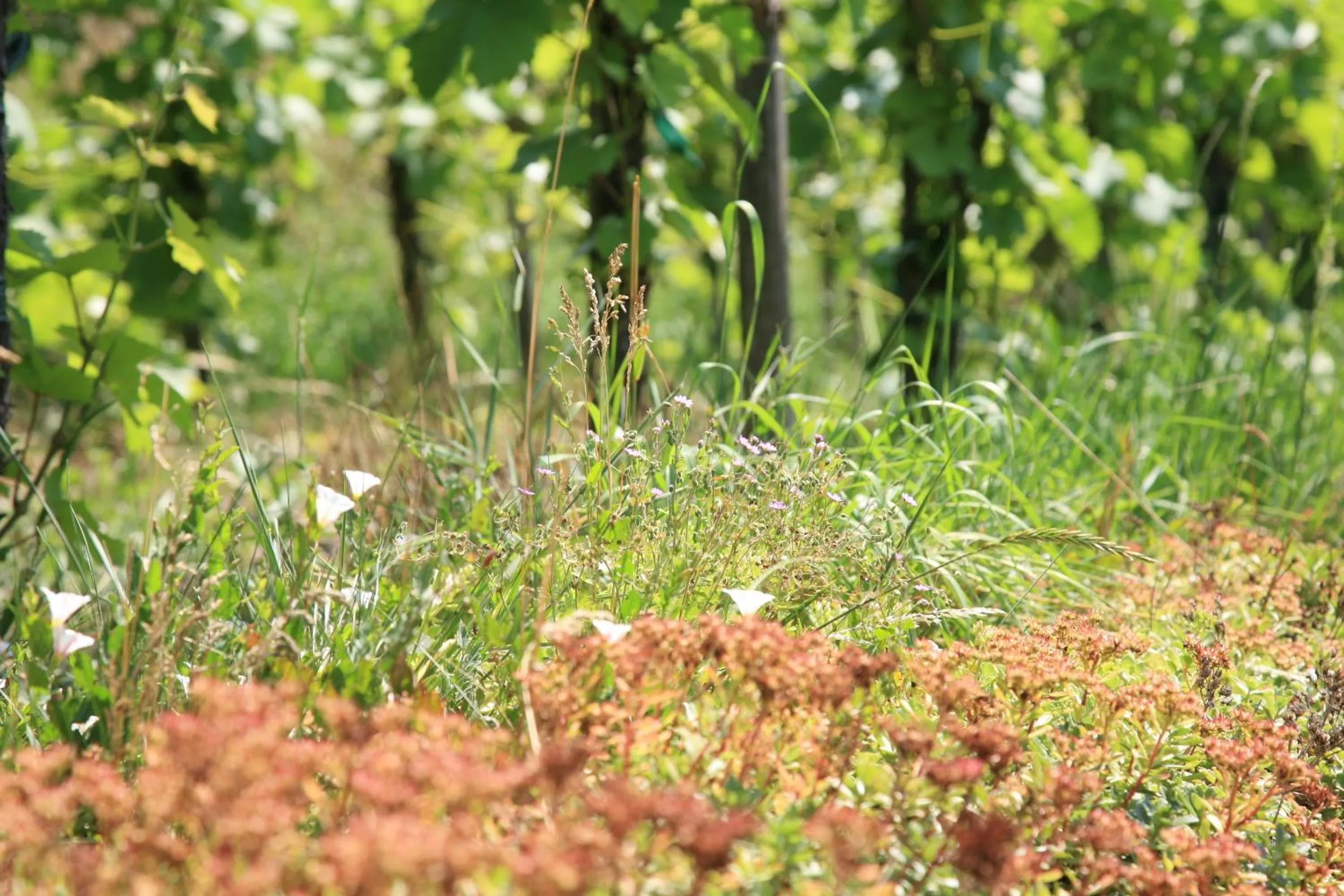 Garden in Glocke Weingut und Hotel
