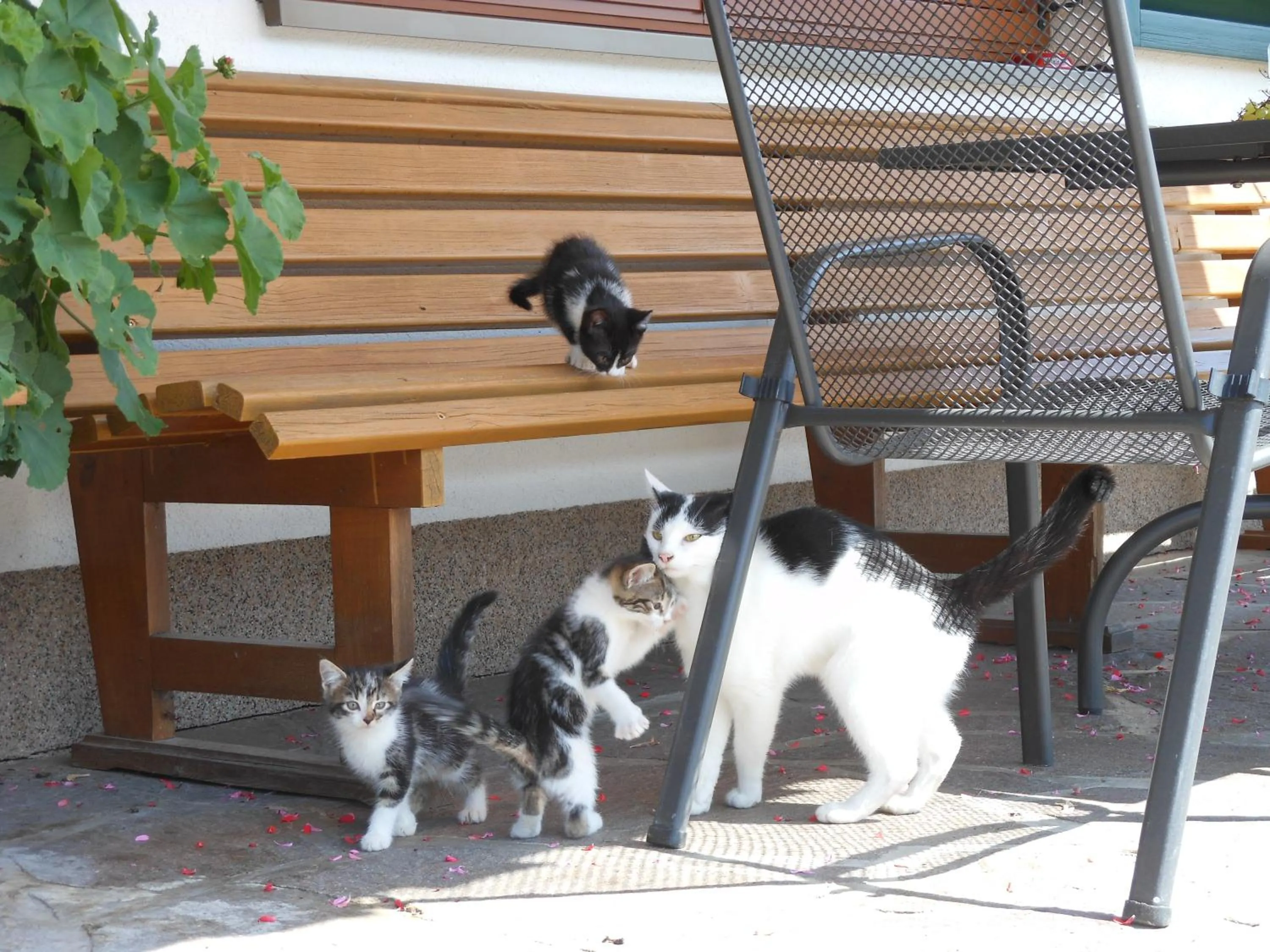 Animals in Schneiderbauer