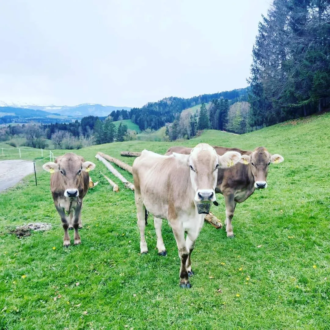 Animals in Landhaus Eibelesee