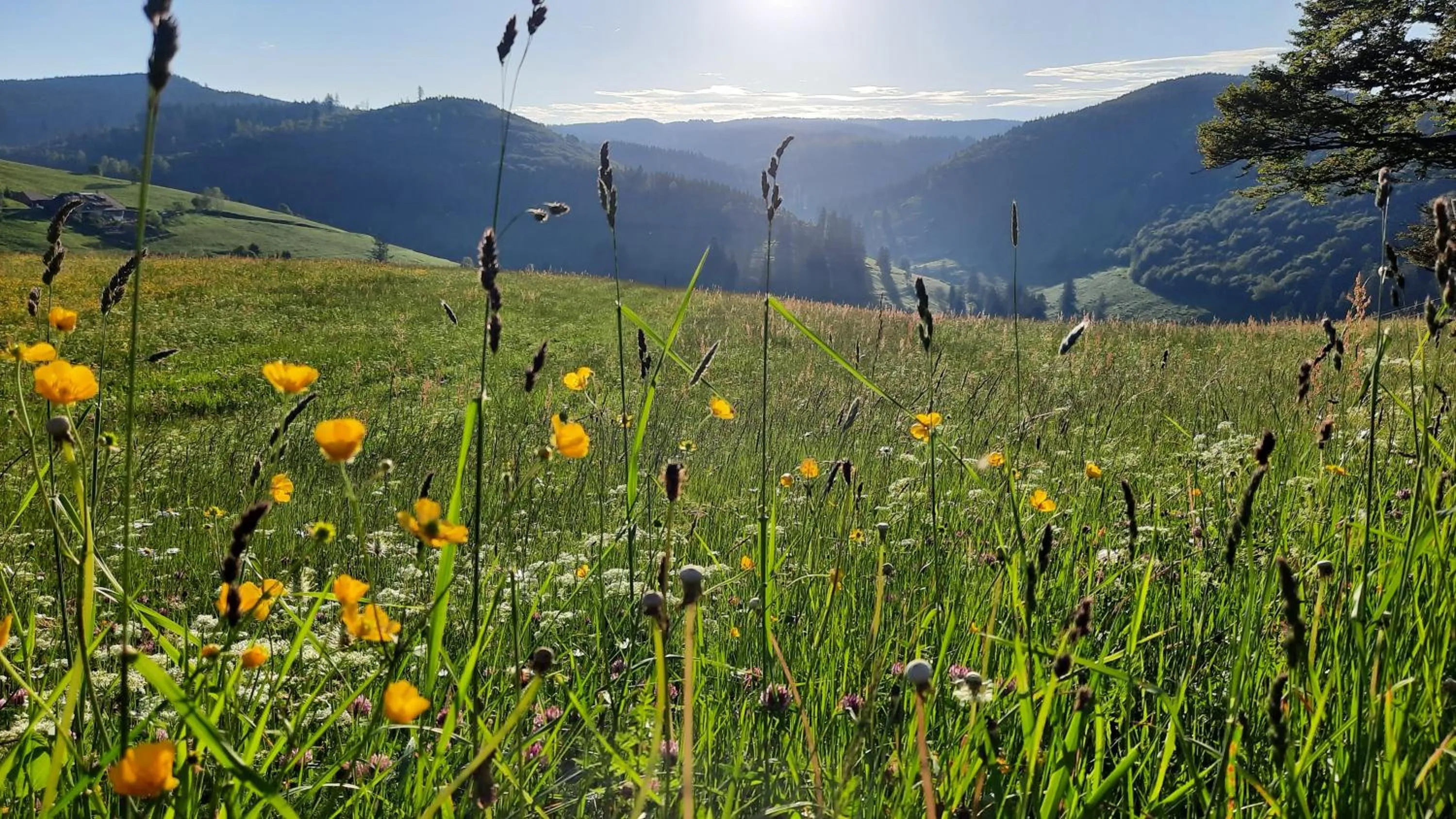 Spring in Grüner Baum Naturparkhotel & Schwarzwald-Restaurant
