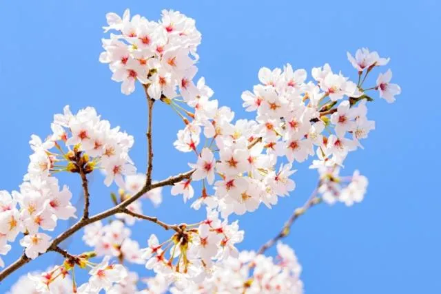 7 Rooms Hotel & Cafe - Boutique Designer Hotel - 30 mins from Disneyland&Tokyo