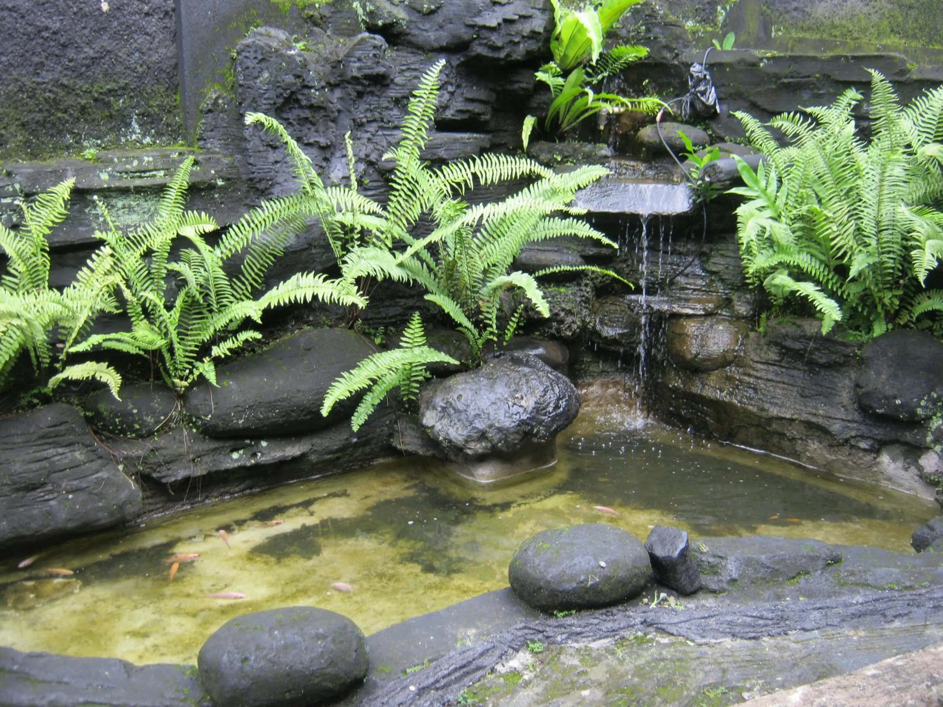 Natural landscape in Aqilakost Gadog Puncak Bogor