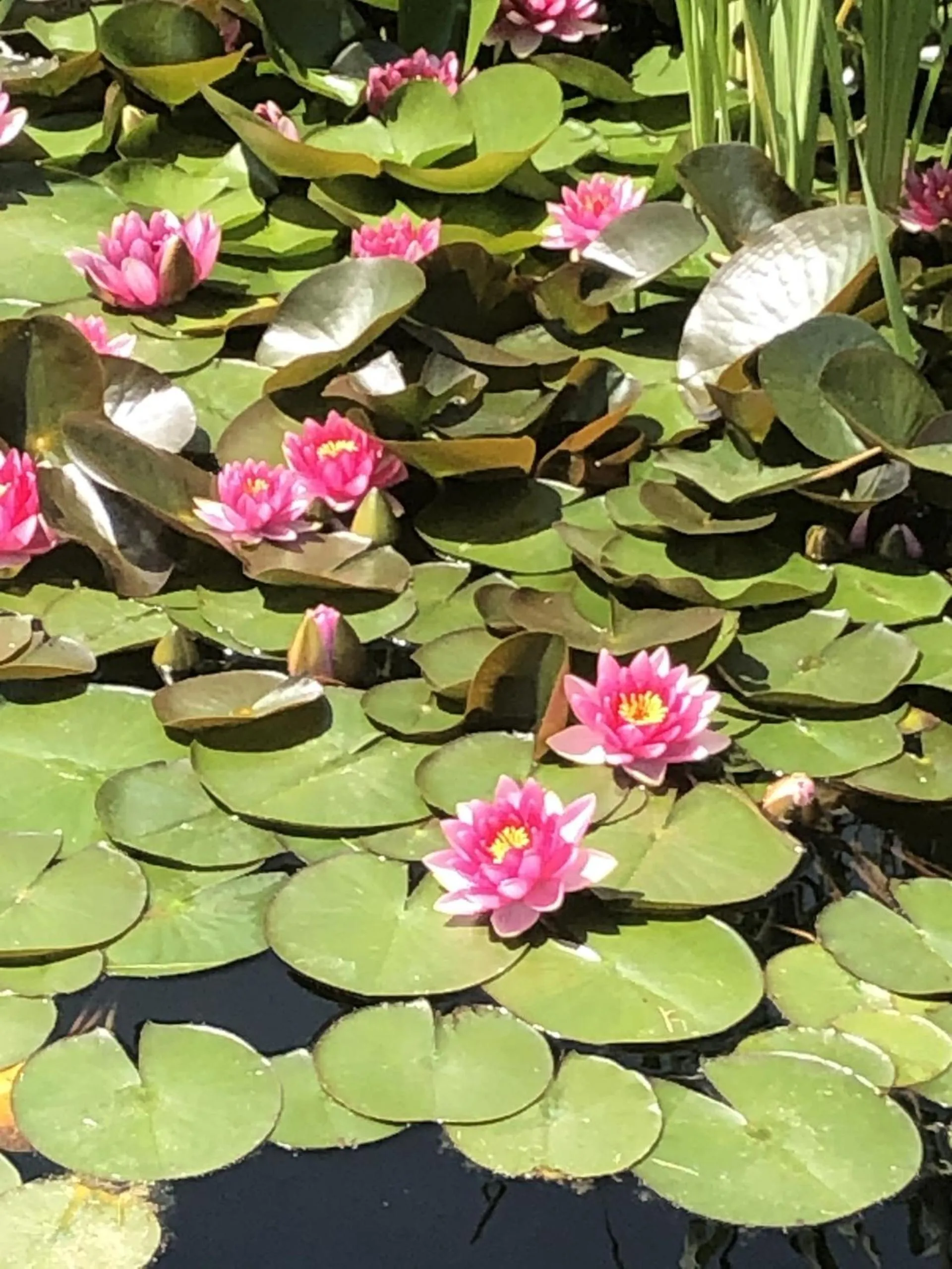 Other in BASTIDE DE RAMATUELLE