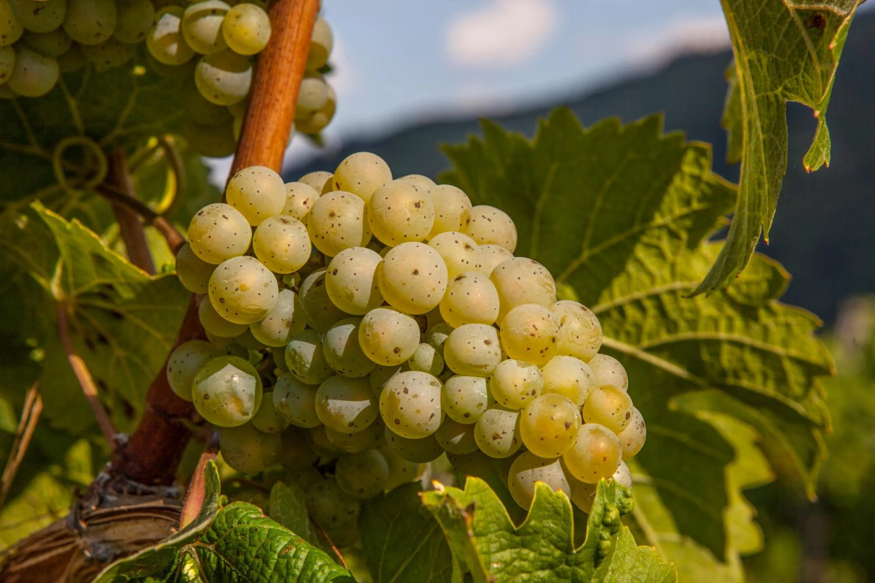 Natural landscape in Landgasthof Winzerscheune