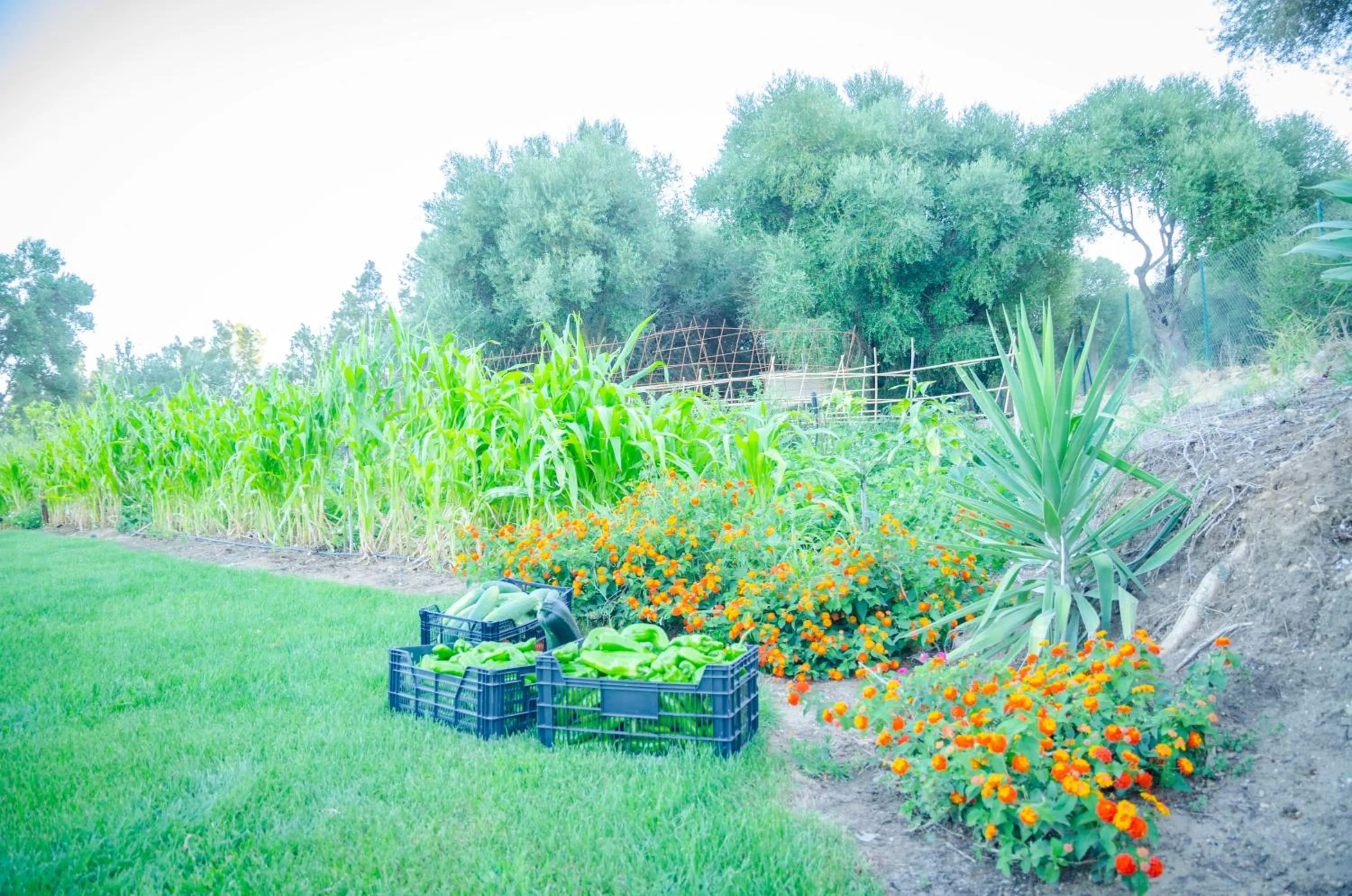 Garden in Hostal Restaurante Benalup Golf