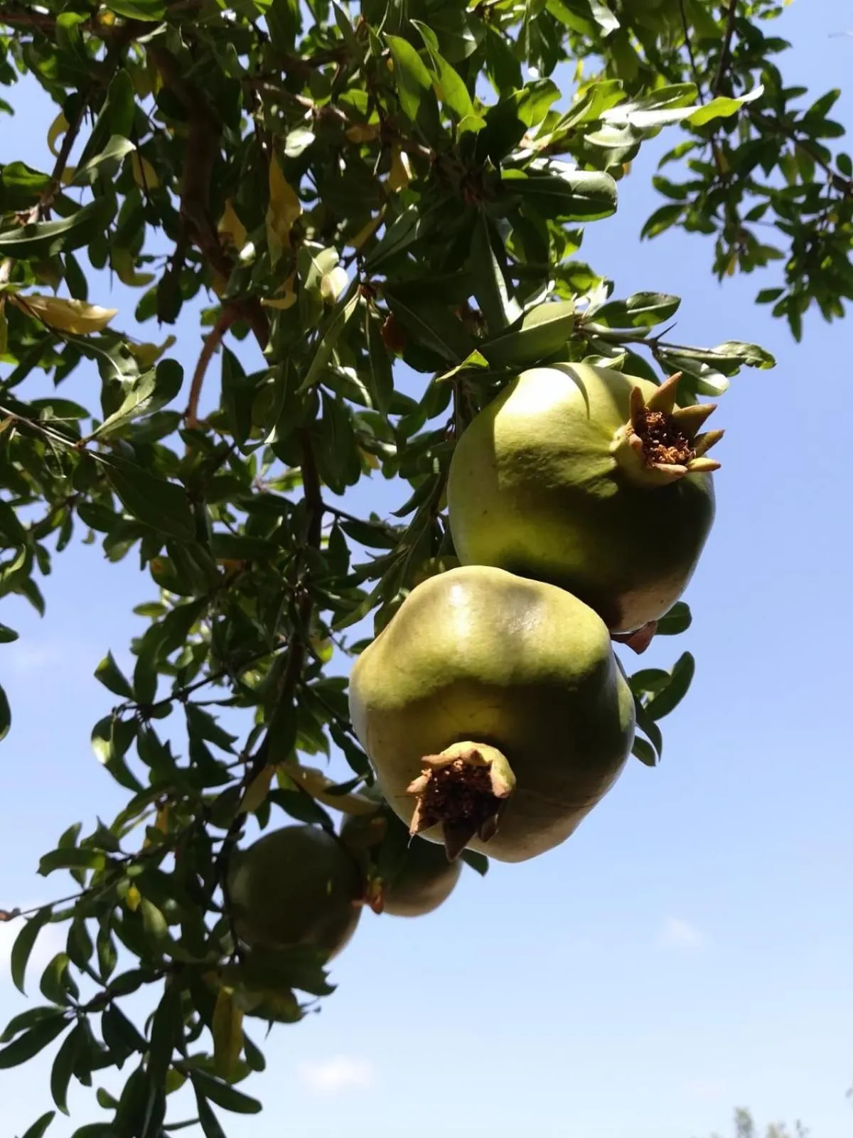 Day in Galeta Masseria