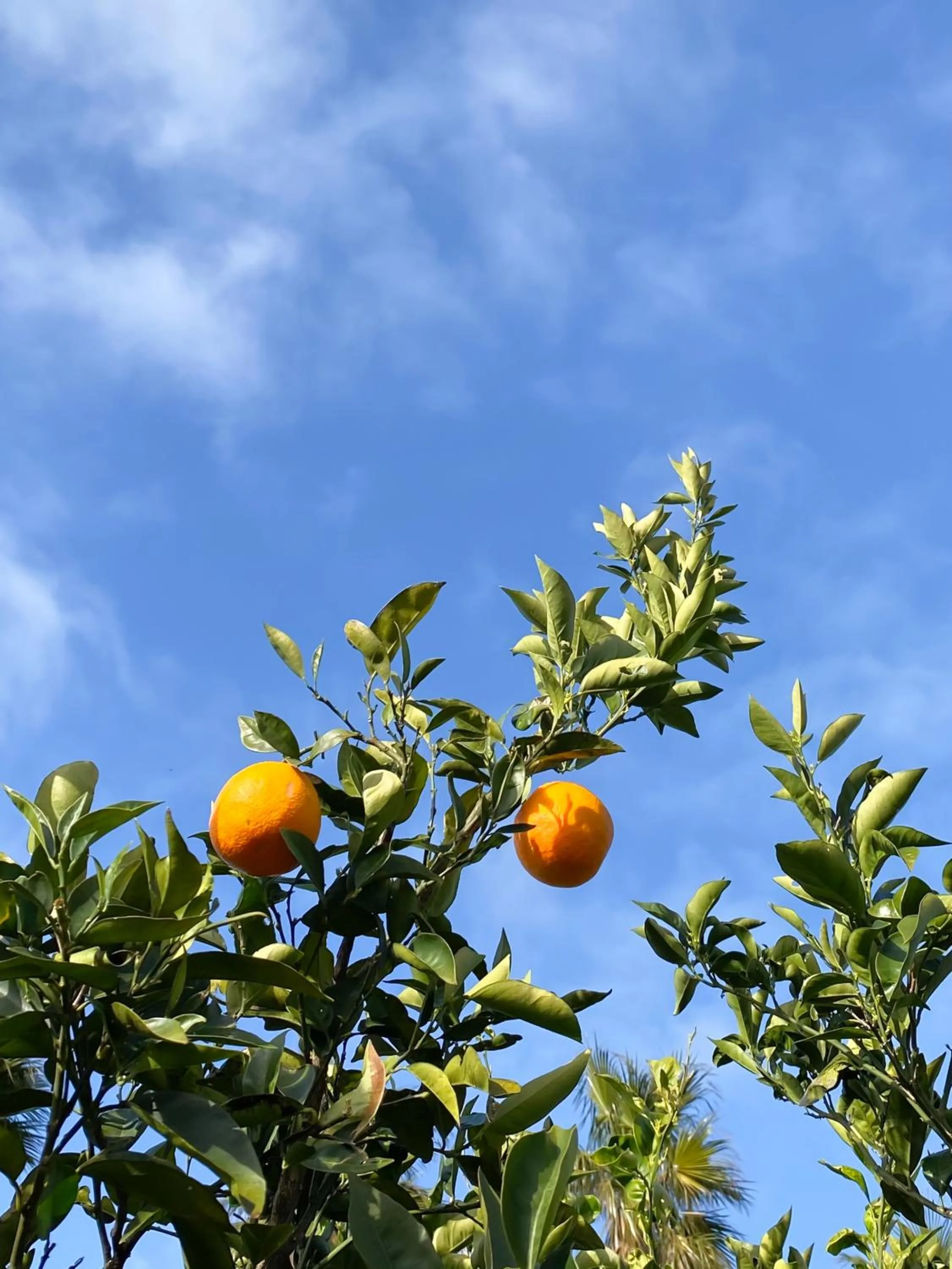 Day in Galeta Masseria