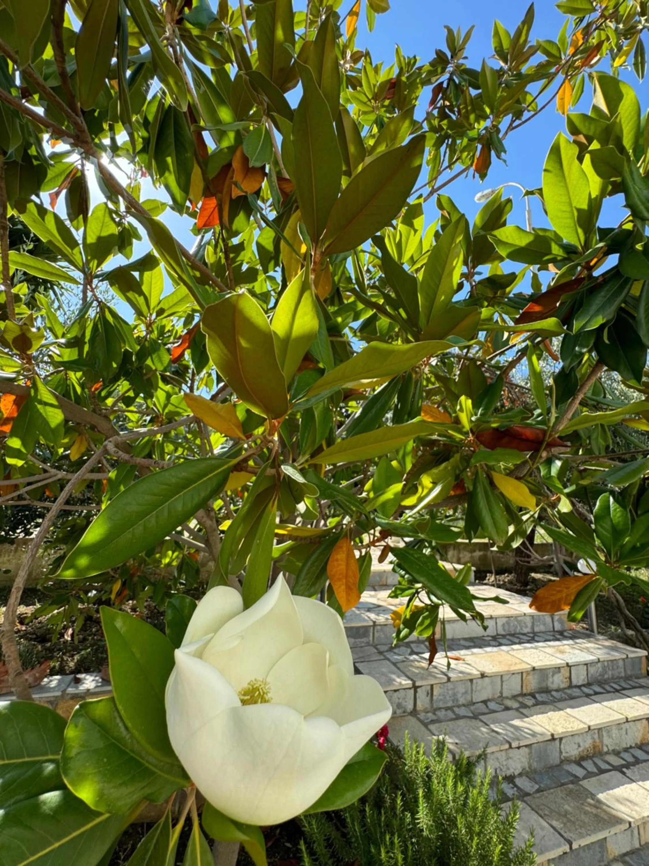 Garden in Hotel Cekodhima