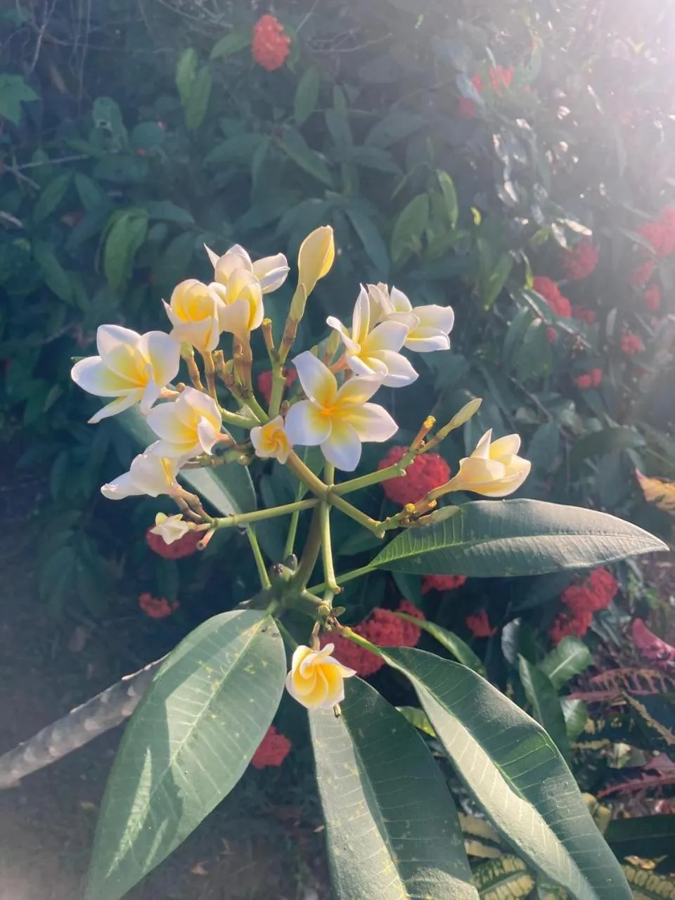 Garden in Purnima Resort Neil Island