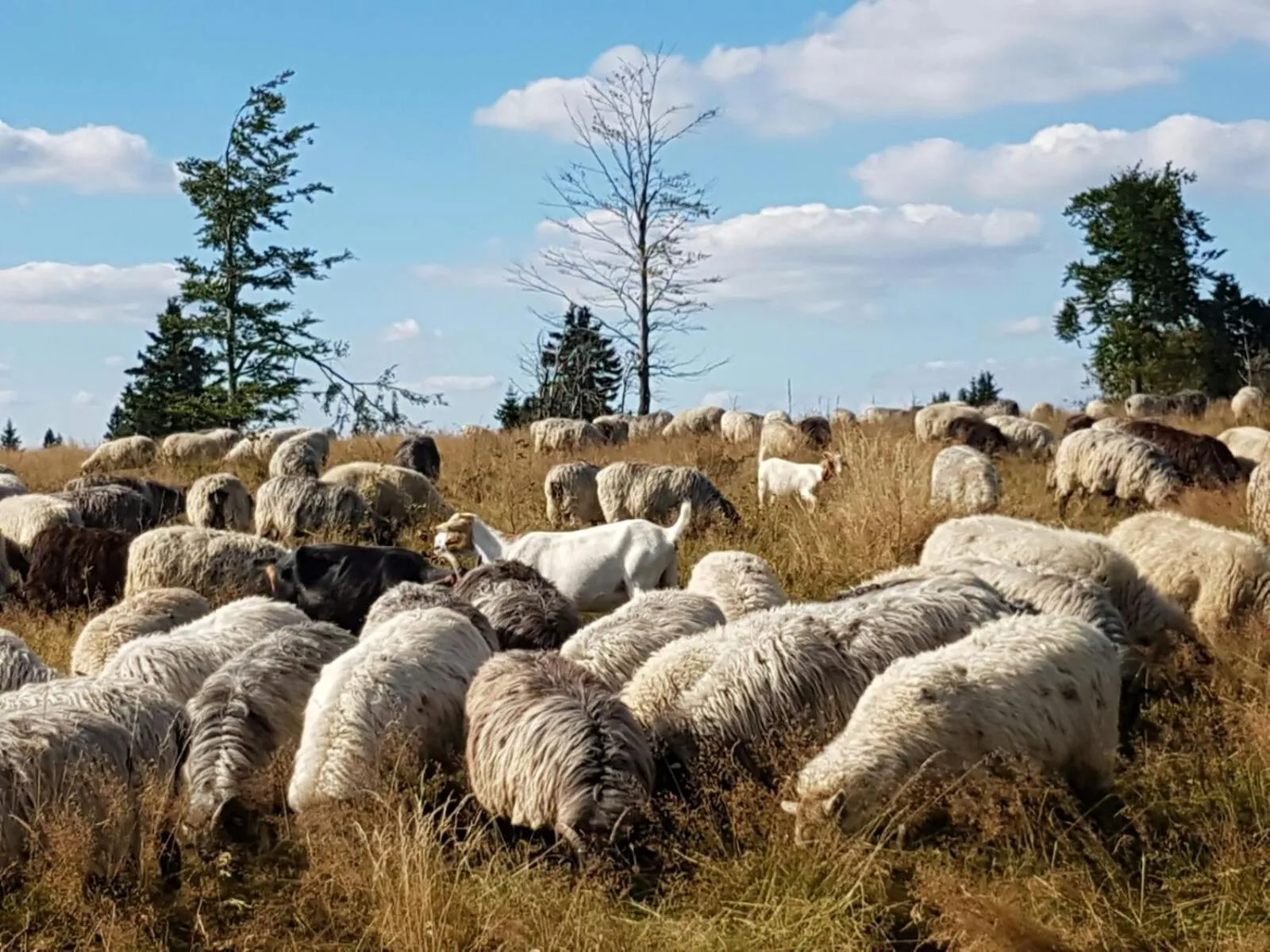 Natural landscape in Berghotel Lenneplätze Winterberg