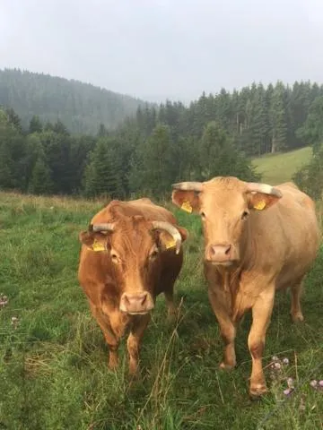 Animals in Berghotel Lenneplätze Winterberg