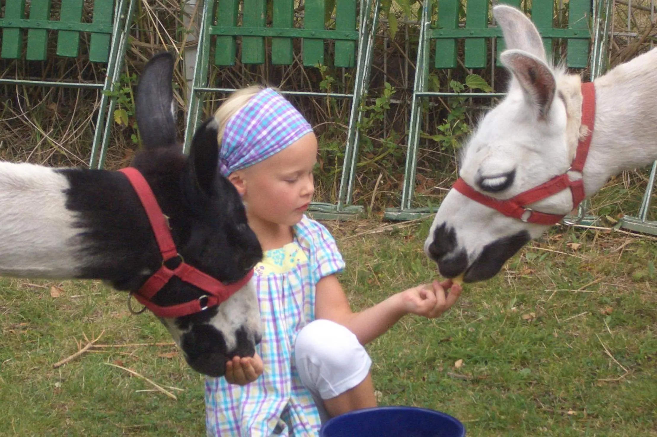 Activities in Hotel-Pension Grüne Linde
